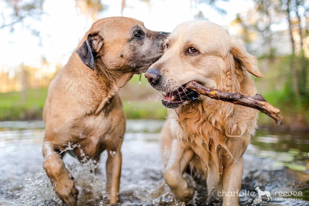 Golden Retriever Charlotte Reeves Photography Charlotte Reeves Photography