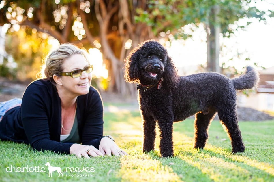 Client Session ~ Roy the Toy Poodle  