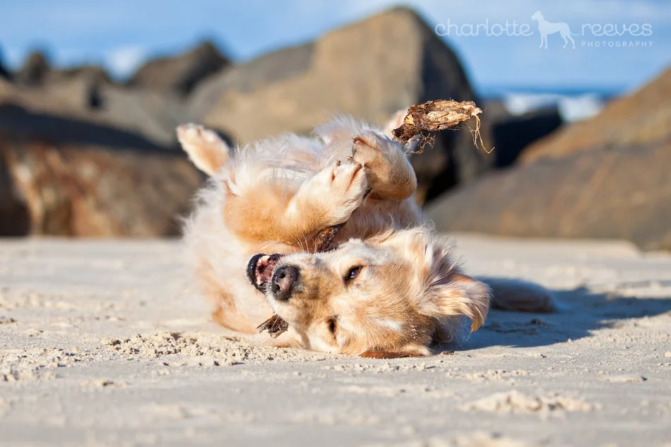 Client Session ~ Comet the Golden Retriever and Sun the Australian Cattle Dog  