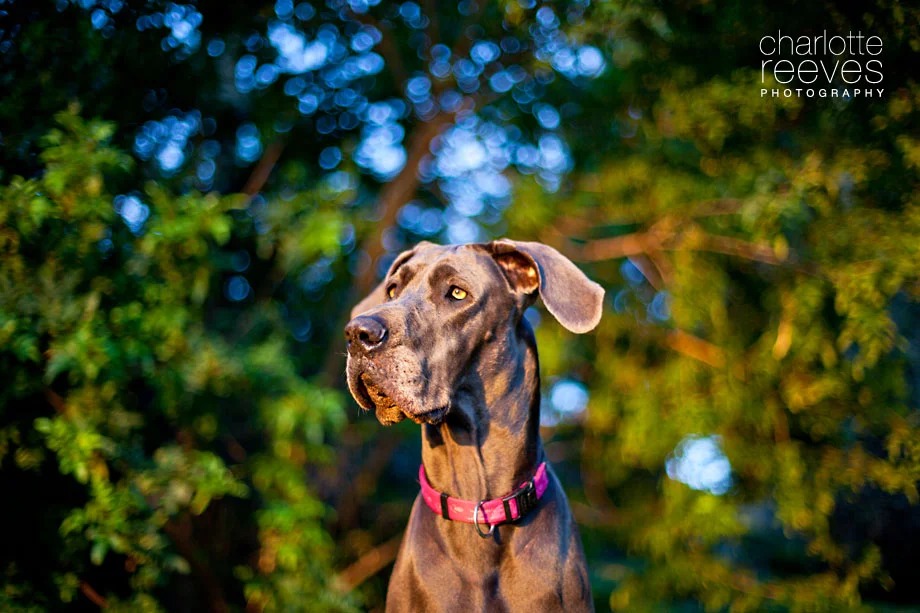 Luna Session ~ Late Afternoon Light  