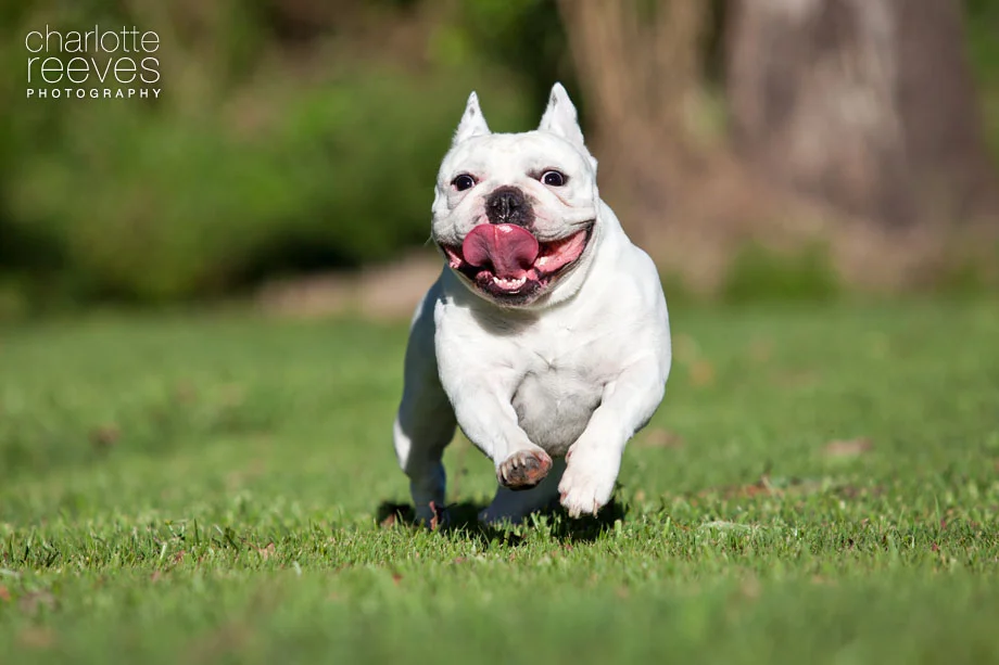 Client Session ~ Lily the French Bulldog