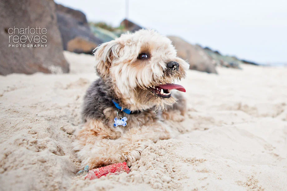 Client Session ~ Rafe the Australian Terrier x Maltese  