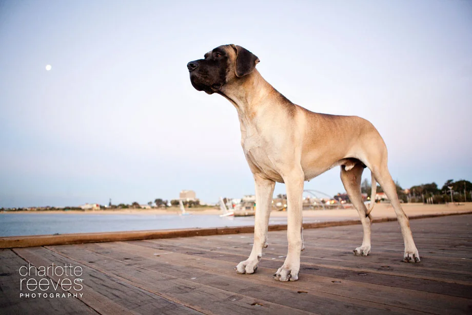 Client Session ~ Jackson, Alexa, Tyson and Kiki the Great Danes  