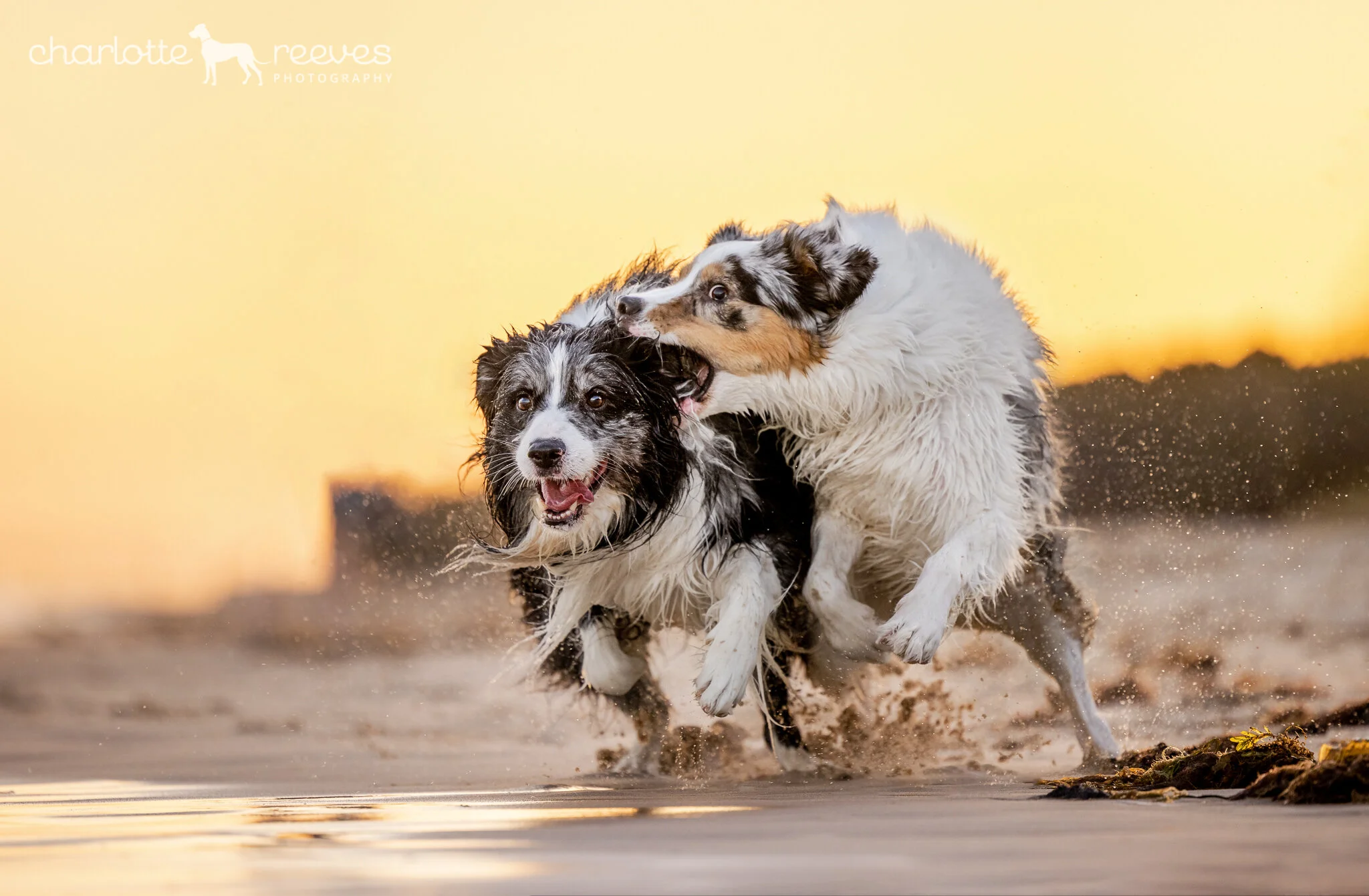 Behind the Scenes at a Beach Photo Session | Ben and Juniper