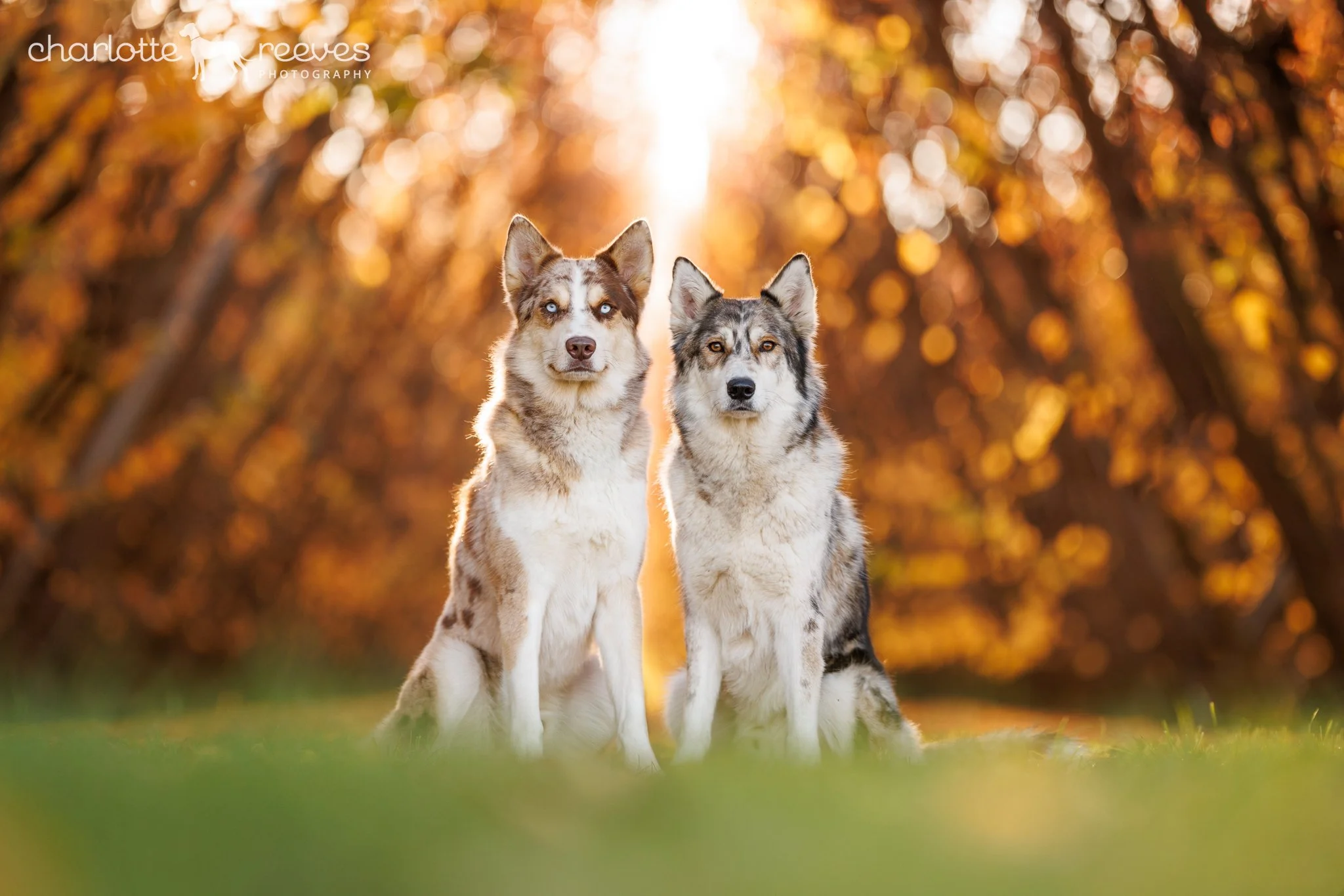 Enzo &amp; Koyo in Cromwell, New Zealand