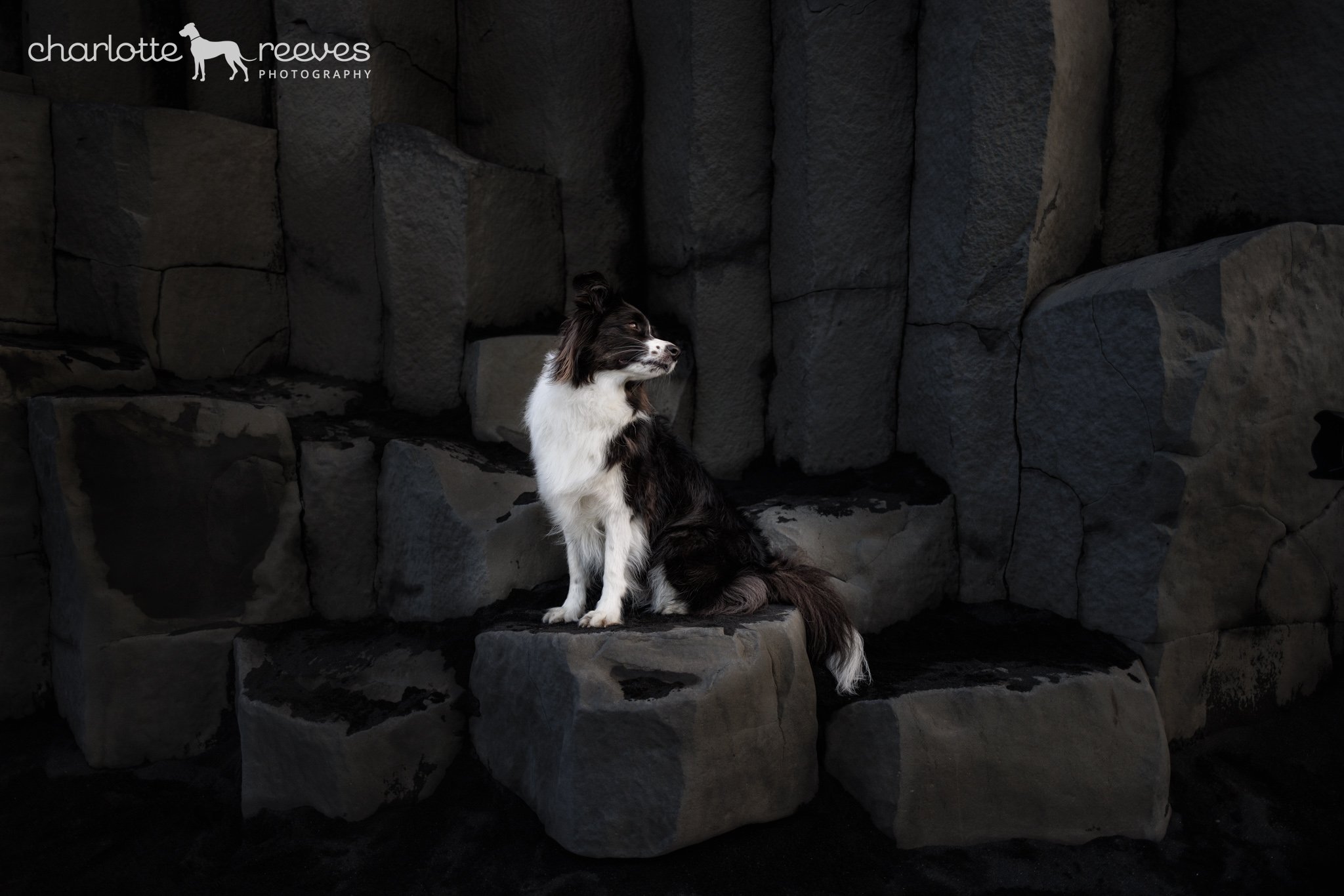 Dog Photos from Iceland Style Lab Retreat
