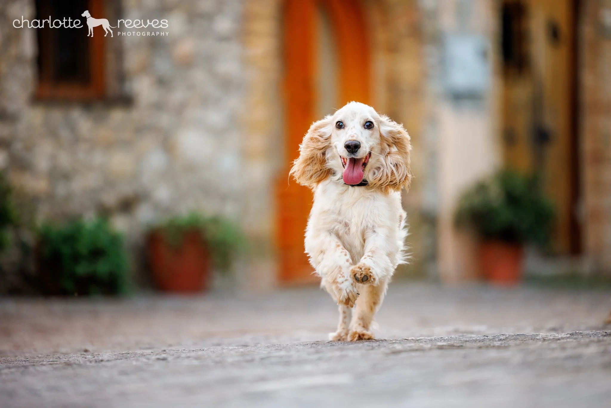 Barkelona 2022 - Pet Photography Retreat in Spain