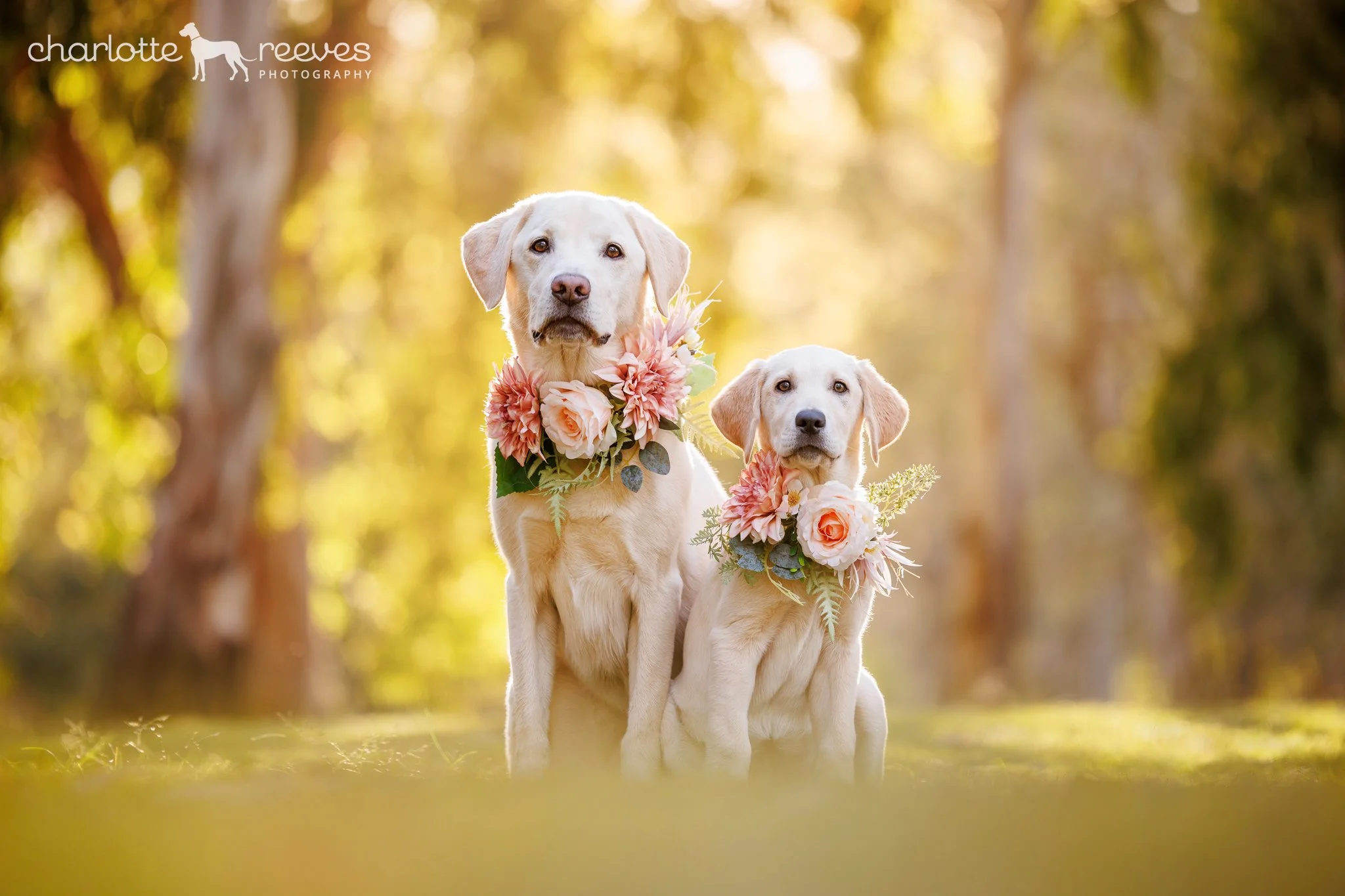 Eva and Mabel the Golden X Labrador Retrievers at the Park