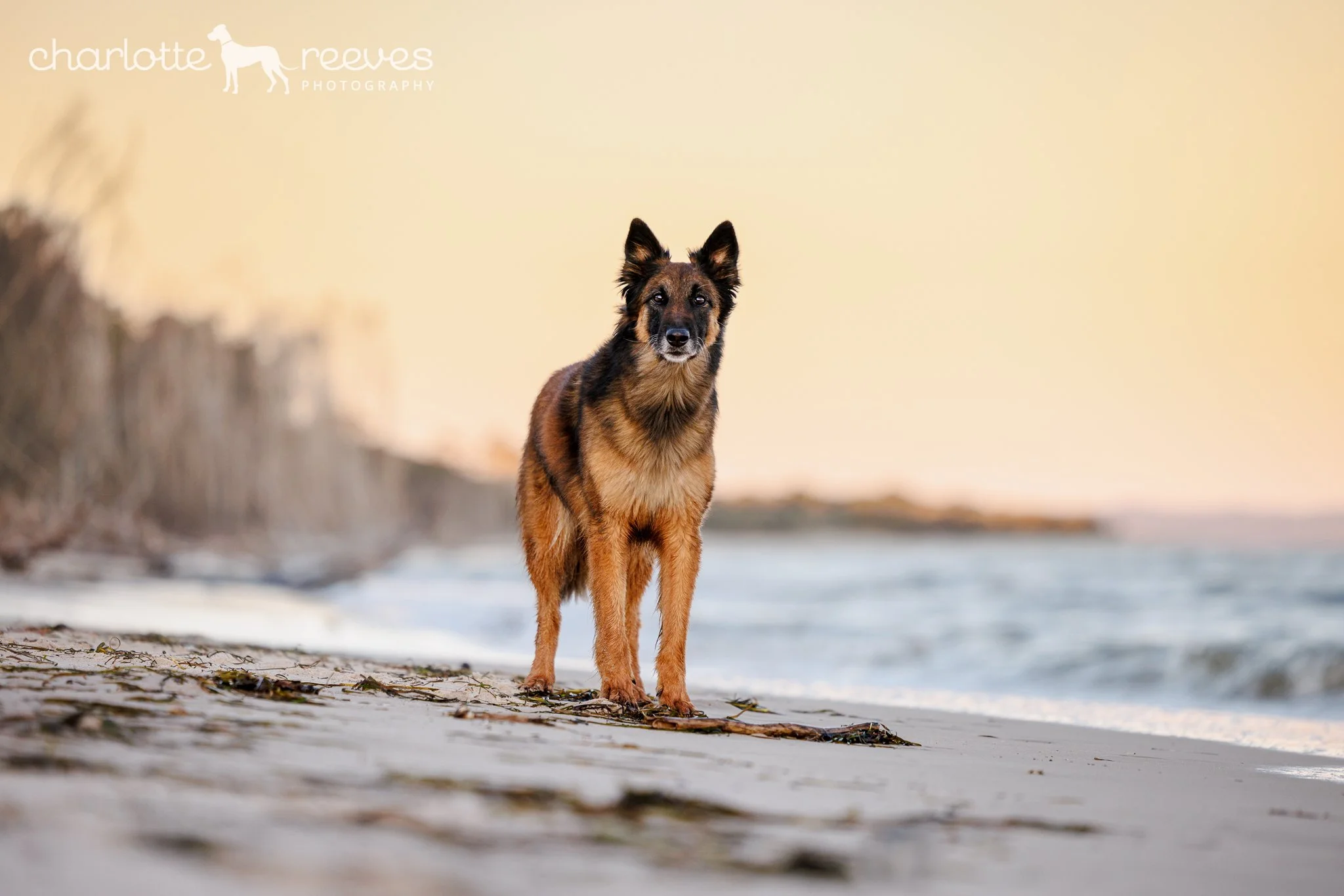 Alis the Malinois at Bribie Island