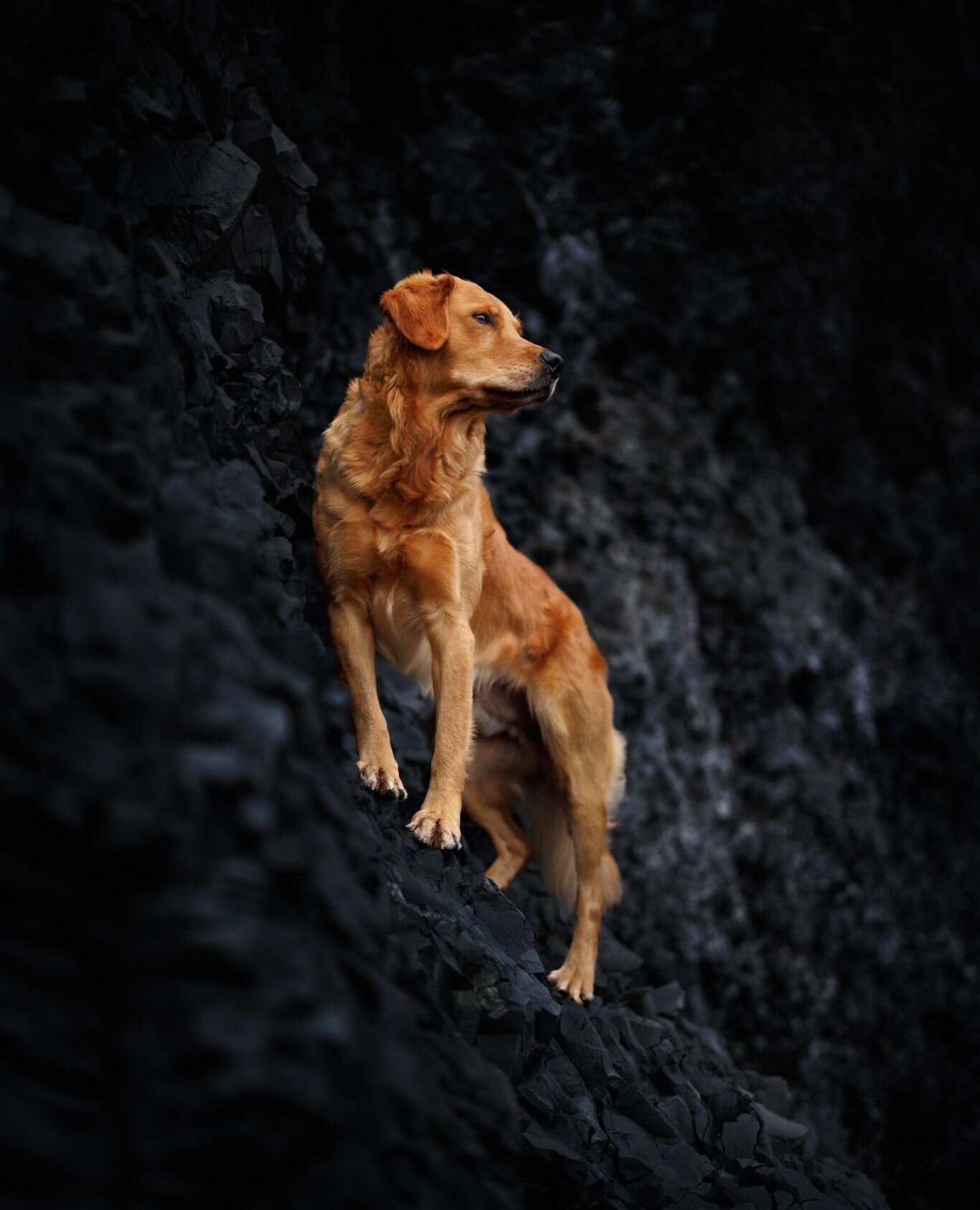 ⭐️ In this series, I'm sharing my Top 10 Photos of 2023. ⭐️⁠
⁠
Also taken at Reynisfjara, I feel like this image captures Stormur perfectly, as he's actually a search and rescue dog. The beach is surrounded by towering cliffs with caves and plenty of