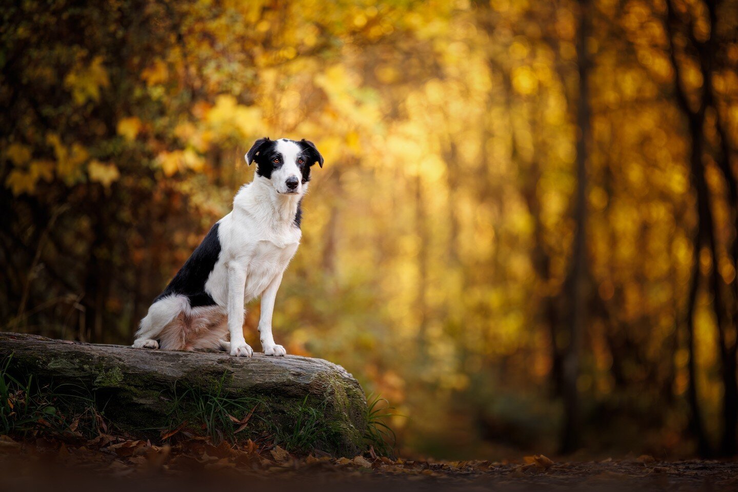 Kara was one of our wonderful dog models at our autumn Unleashed Workshop in Arrowtown New Zealand last year, and I loved her look (she&rsquo;s a Border Collie x Huntaway) and energy so much I got her back for her very own shoot along Arrowtown River