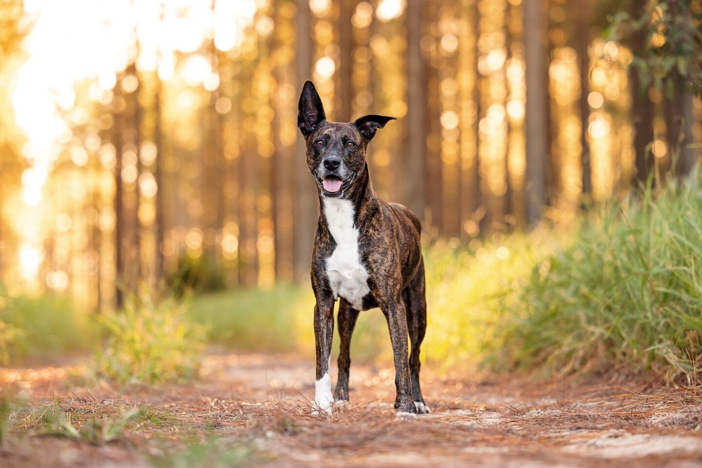 Can anyone guess the two breeds that Roxy is a mix of? Size-wise, she's about 22kg (48 pounds).⁠
⁠
May is a magical time of year shooting in Brisbane, with perfect weather and everything still looking lush after a wet summer.⁠
⁠
The pine forest was l