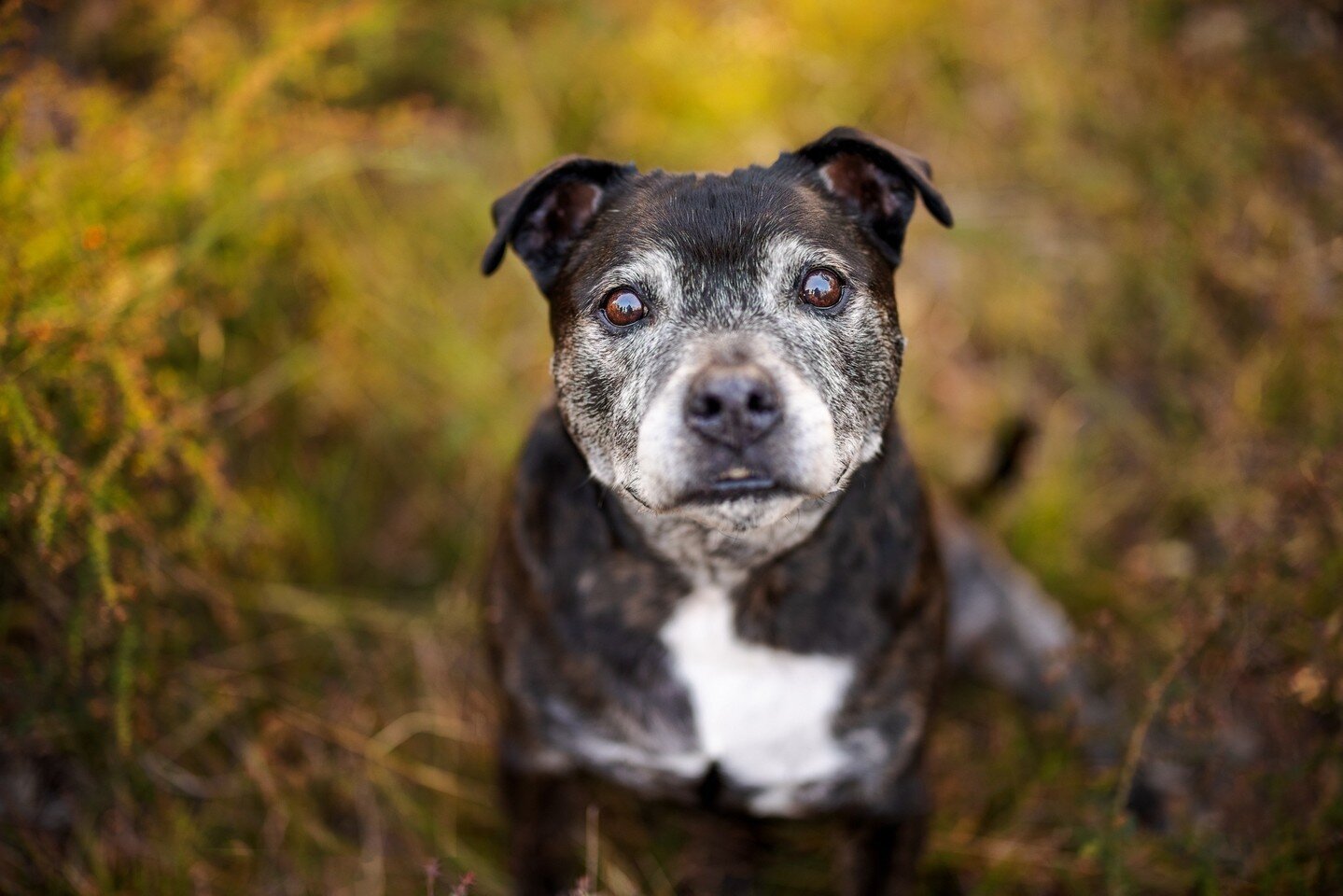 Just before one of the many lockdowns in 2021, I managed to sneak in a shoot with gorgeous Buddy here and his devoted family - Debbie, Annie and Bonnie.⁠
⁠
It's pretty safe to say Buddy is the centre of their world - he even has his own little cart t