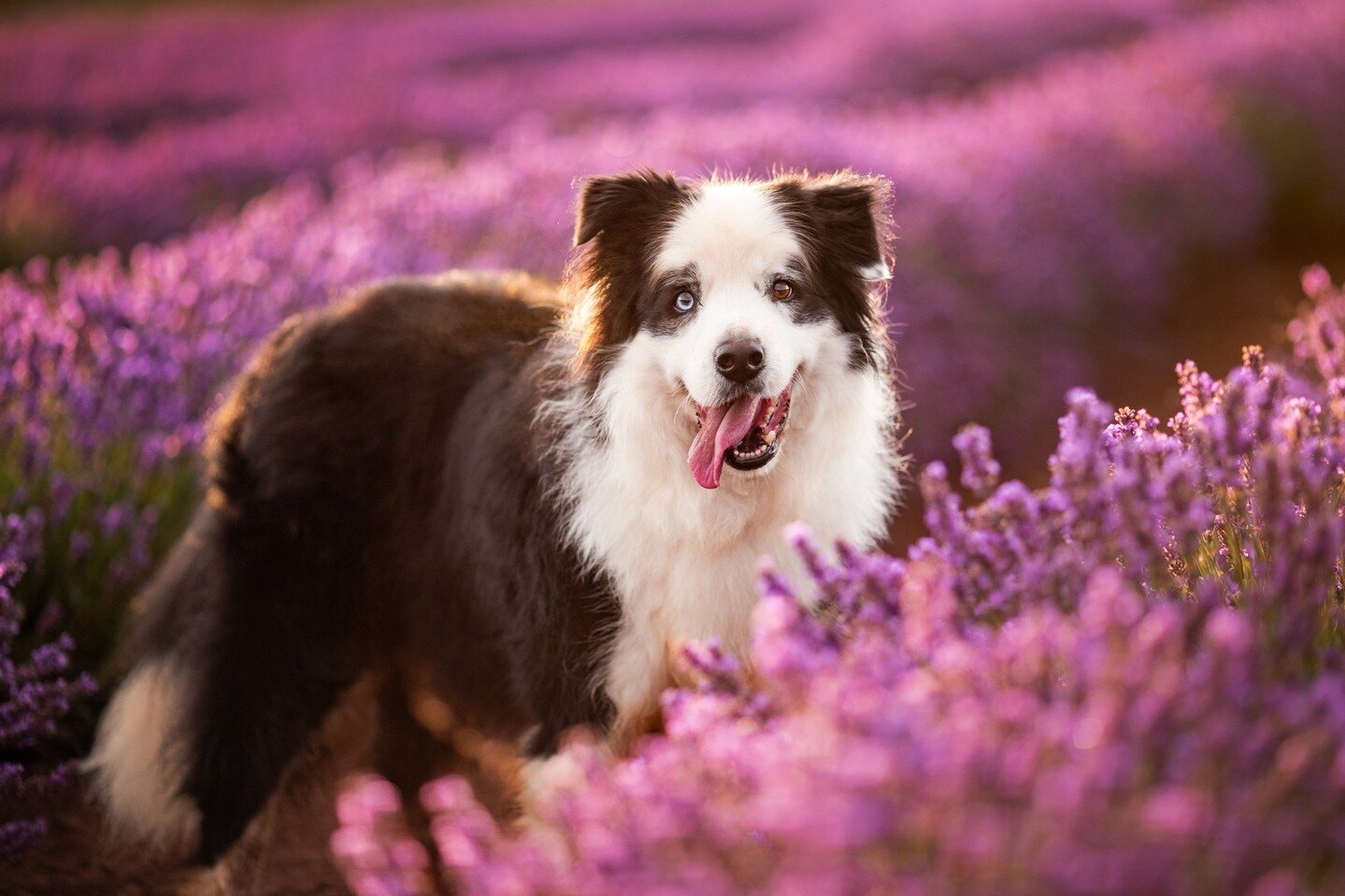 ⚡️ Flashback to 2020 ⚡️⁠
⁠
Just before the world went crazy, we held our first @unleashed.ed &quot;Style Lab&quot; dog photography workshop in Tasmania, Australia. One of our shooting locations was at the incredible @bridestoweestate lavender farm.⁠
