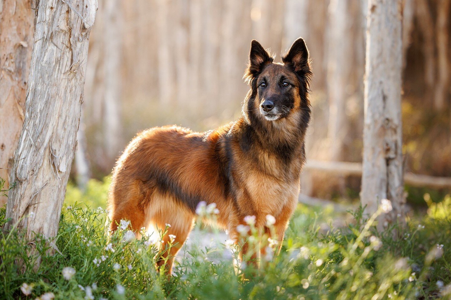 Oh my gosh where do I even start to describe this wonderful dog!⁠
⁠
I met Alis at the beach (hands-down my favourite location) for her session and WOW did she impress! She's an obedience champion so of course she was impeccably behaved, however she a