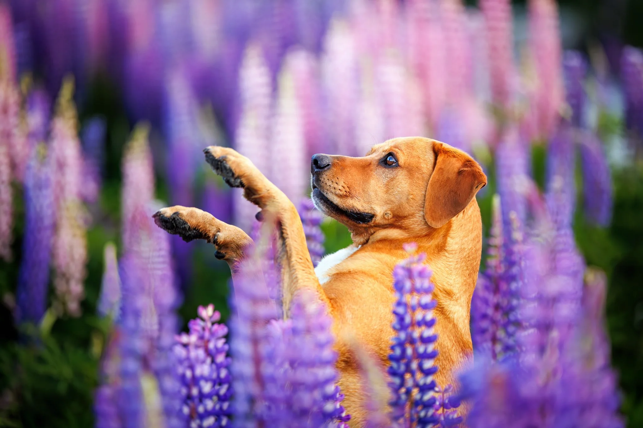 Benson and Grimm in the Lupins, New Zealand
