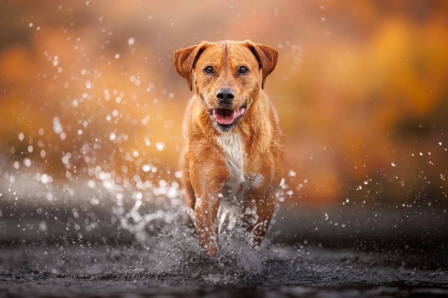 ⭐️ In this series, I'm sharing my Top 10 Photos of 2024 ⭐️⁠
⁠
After Unleashed Workshop in Arrowtown this April, the Unleashed team spent an extra week photographing dogs, indulging in amazing food and attending the Arrowtown Autumn Festival. 🍁⁠
⁠
On