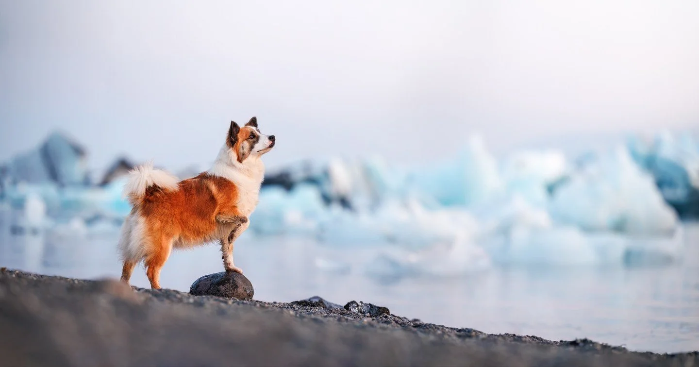 ⭐️ In this series, I'm sharing my Top 10 Photos of 2024 ⭐️⁠
⁠
I first visited Iceland in October 2023 to run Style Lab Retreat, spending two weeks immersed in its stunning landscapes. In June 2024, we headed back! ⁠
⁠
This time, it was to run a diffe