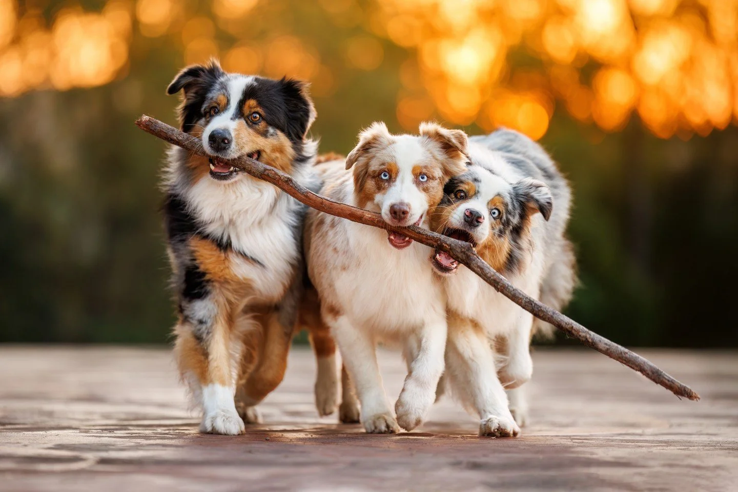 ⭐️ In this series, I'm sharing my Top 10 Photos of 2024 ⭐️⁠
⁠
What would a Top 10 post be without my own furry terrors &ndash; Fletcher, Opal and Enzo (aka Pickle) the Australian Shepherds.⁠
⁠
I put a lot of work into @unleashed.ed this year, and wit
