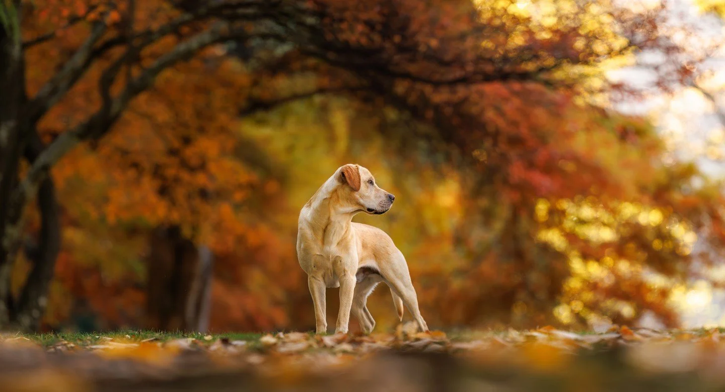 ⭐️ In this series, I'm sharing my Top 10 Photos of 2025 ⭐️⁠
⁠
What a stunning, beautifully conditioned Labrador Retriever Paddy is! We met up with his mum, Caitlin, in Queenstown Gardens to film content for new @unleashed.ed course material. The focu