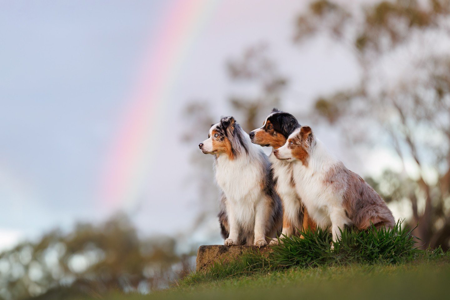 ⭐️ In this series, I'm sharing my Top 10 Photos of 2025 ⭐️⁠
⁠
What would be a top 10 post be without some images of my own dogs, collectively known as the furry terrors - Fletcher, Opal and Enzo.⁠
⁠
I also needed to provide proof that I did in fact s