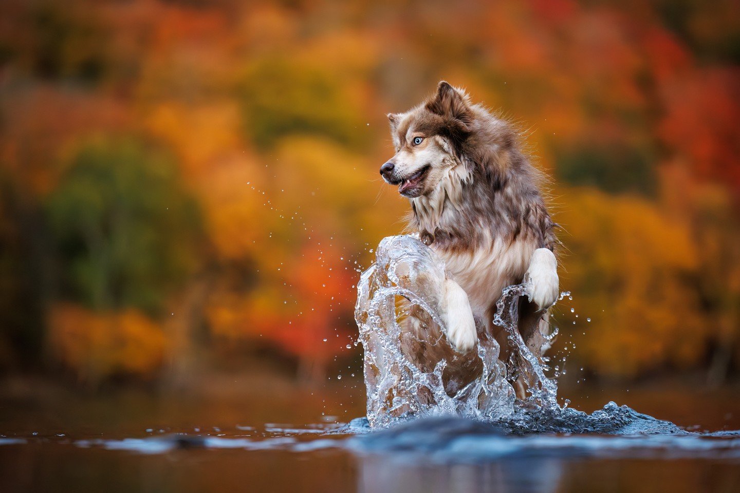 ⭐️ In this series, I'm sharing my Top 10 Photos of 2025 ⭐️⁠
⁠
What do a bunch of pet photography teachers do on their &ldquo;days off&rdquo; between workshops? Photograph dogs, obviously. After our first week with students, we invited some of the dog