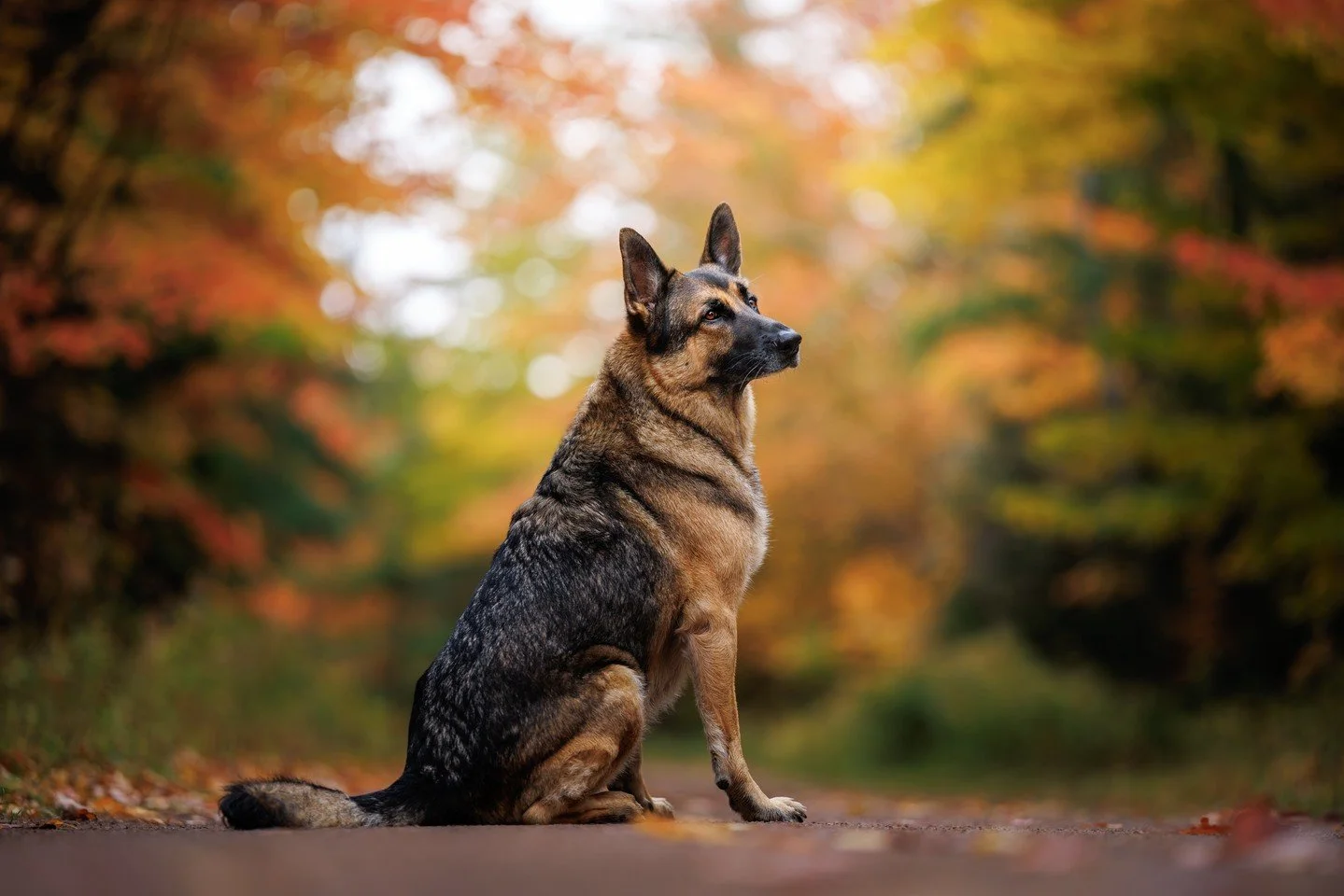⭐️ In this series, I'm sharing my Top 10 Photos of 2025 ⭐️⁠
⁠
Steel was one of our favourite models from the workshops. He came along to multiple shoots and was not only incredibly well behaved, but also absolutely stunning. He and his mum share the 