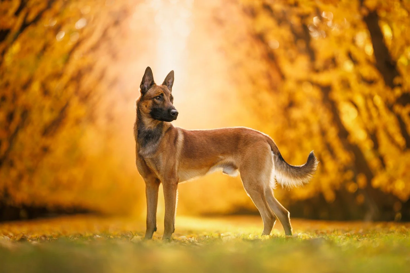 ⭐️ In this series, I'm sharing my Top 10 Photos of 2025 ⭐️⁠
⁠
About an hour from our base in Arrowtown lies the small town of Cromwell, known for the fruit orchards that surround it. In autumn, these orchards come alive with brilliant shades of red, 