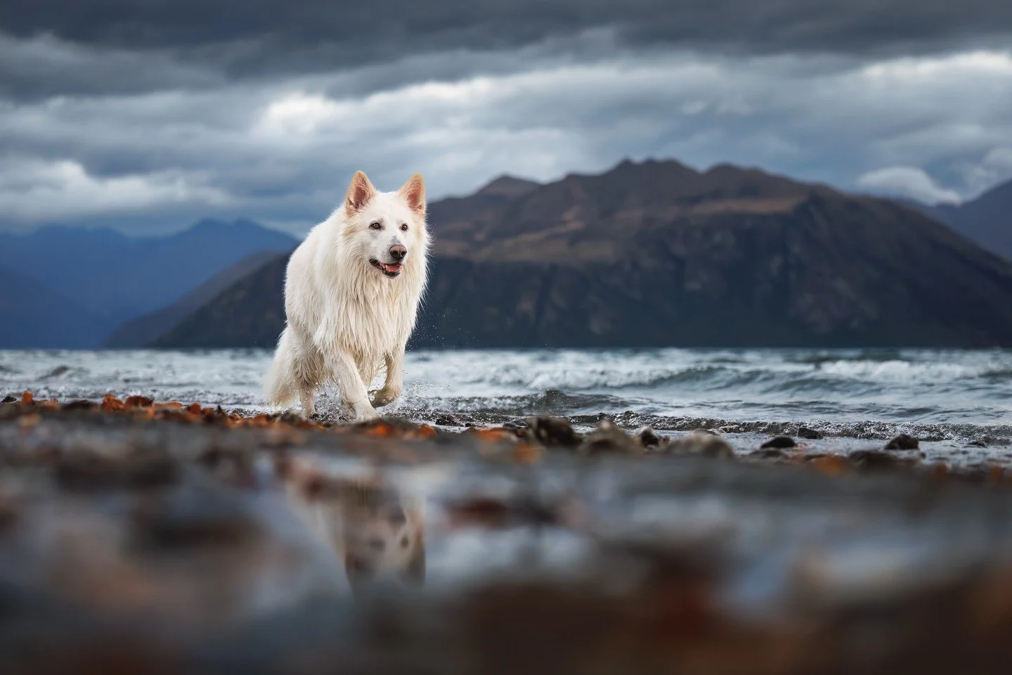 ⭐️ In this series, I'm sharing my Top 10 Photos of 2025 ⭐️⁠
⁠
During the two weeks @unleashed.ed spent in New Zealand together, we also snuck in a few &ldquo;just for fun&rdquo; shoots. No students, no filming, just us with beautiful dogs in gorgeous