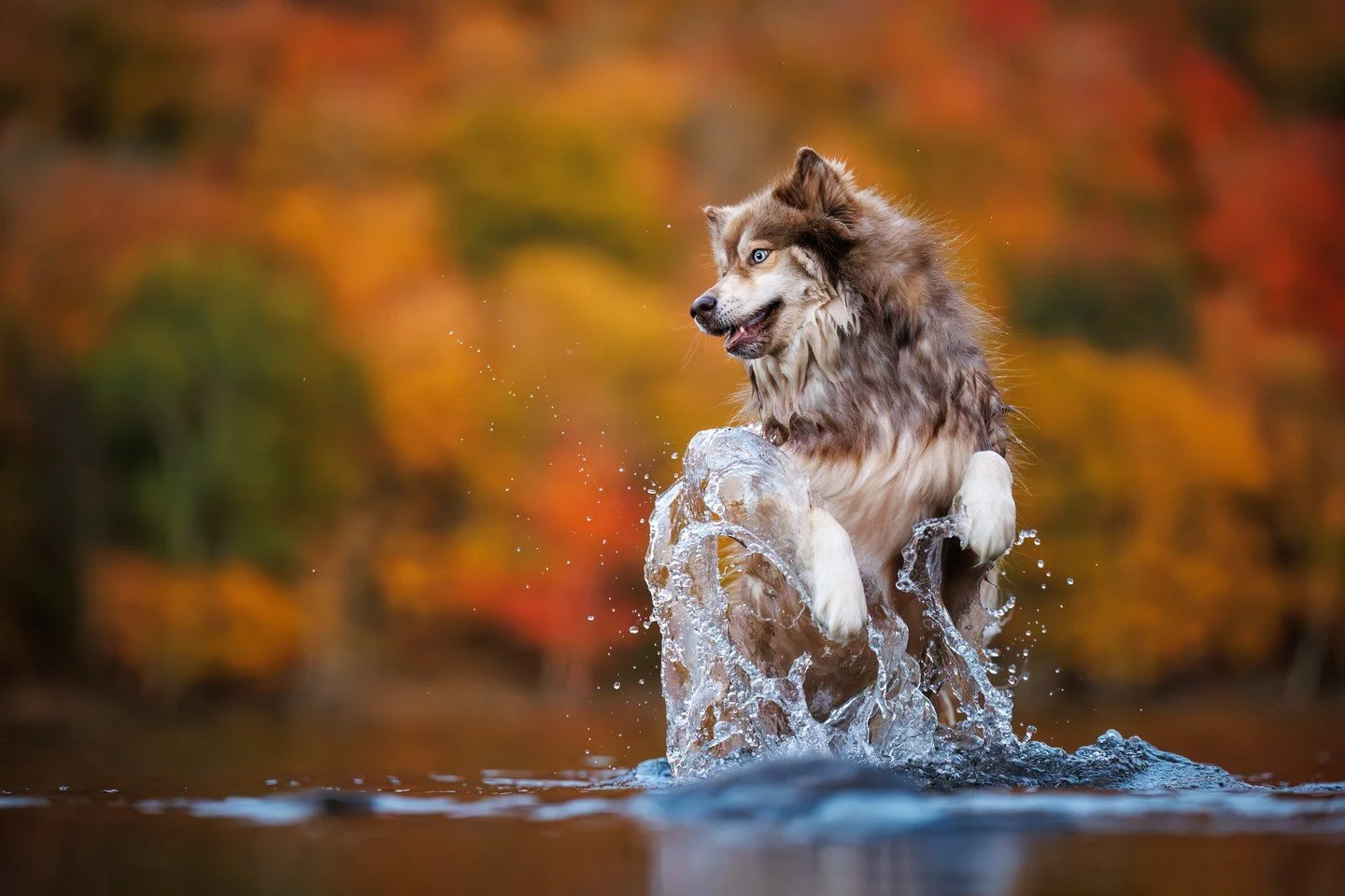 ⭐️ In this series, I'm sharing my Top 10 Photos of 2025 ⭐️⁠
⁠
What do a bunch of pet photography teachers do on their &ldquo;days off&rdquo; between workshops? Photograph dogs, obviously. After our first week with students, we invited some of the dog