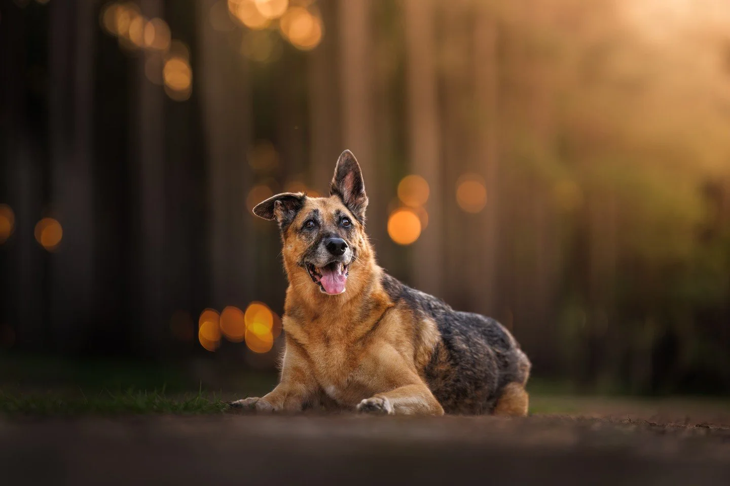⭐️ In this series, I'm sharing my Top 10 Photos of 2025 ⭐️⁠
⁠
As soon as I returned from Canada, I had an urgent session with this beautiful girl, Princess. A deeply loved family member of Ali, @fletcherandopal's groomer, she had been by her side for
