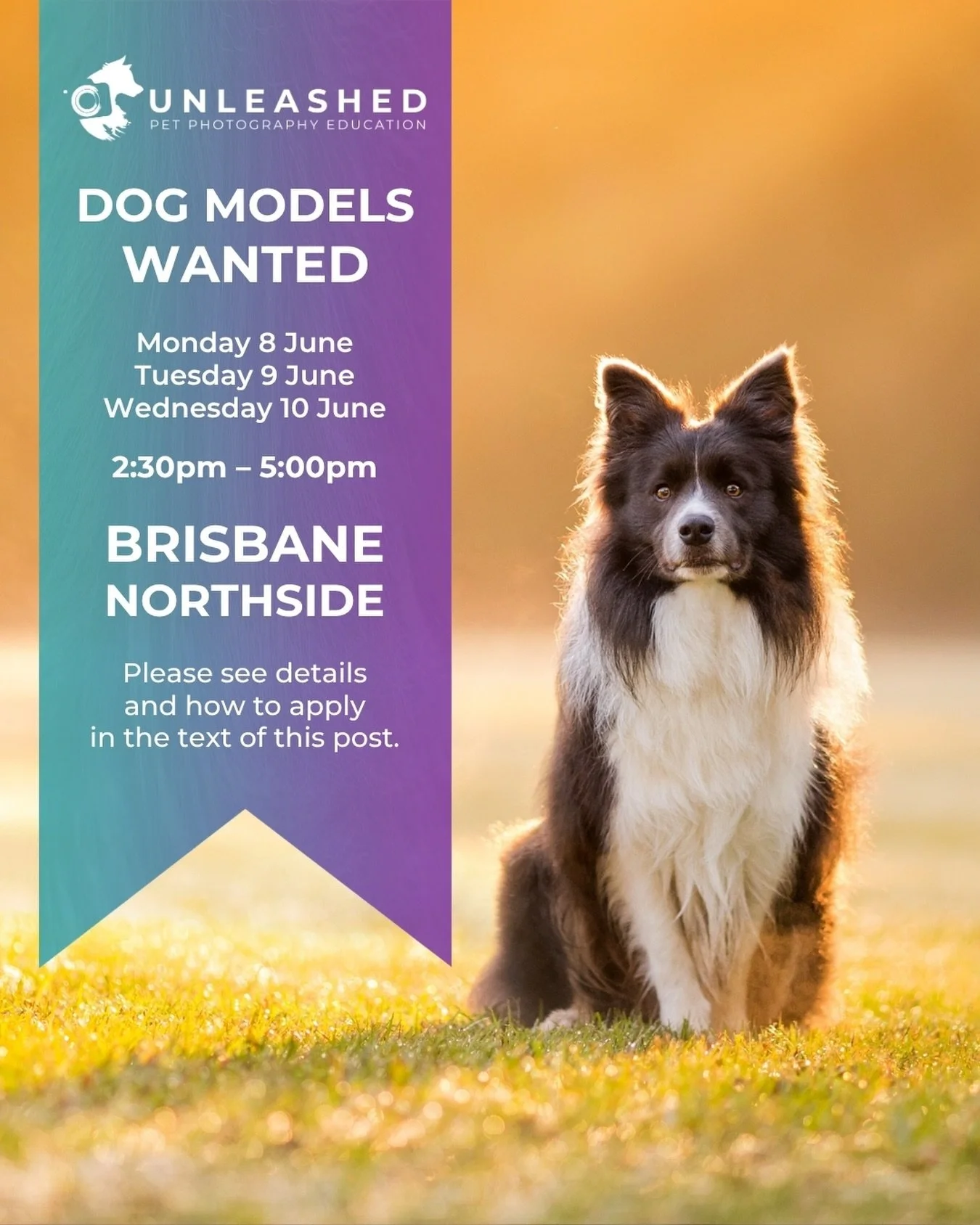 👀 Looking for dog models for our Brisbane pet photography workshop in June!

From 8-12 June, Craig Turner-Bullock (@furtographynz) and I will be running three practical dog photography sessions on the northside of Brisbane though our teaching busine
