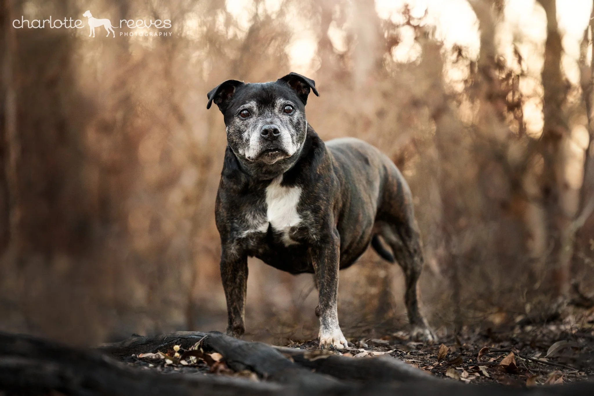 Buddy the Staffordshire Terrier in the Forest