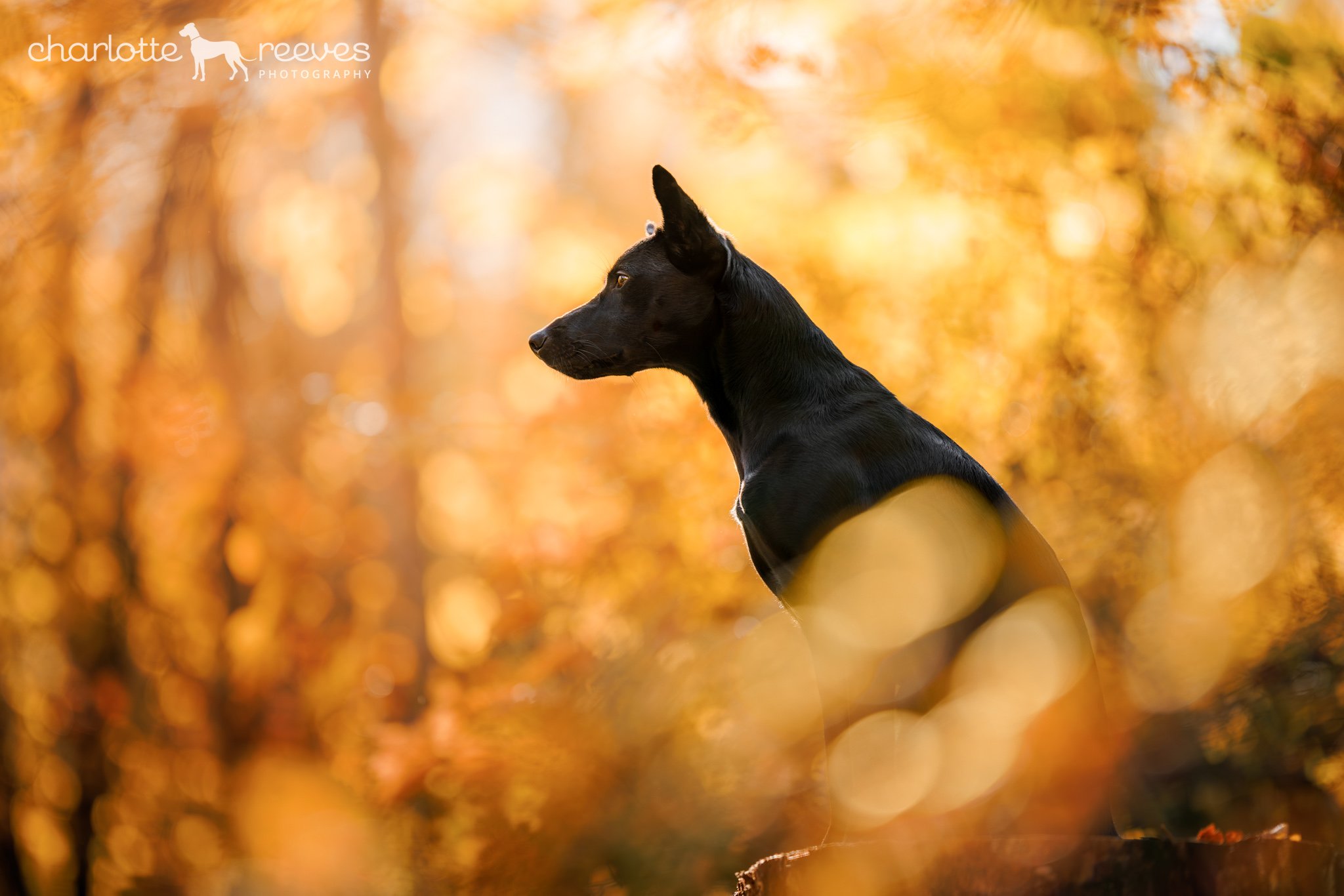 Autumn Dog Photos from Unleashed Workshop 2023 in Arrowtown New Zealand