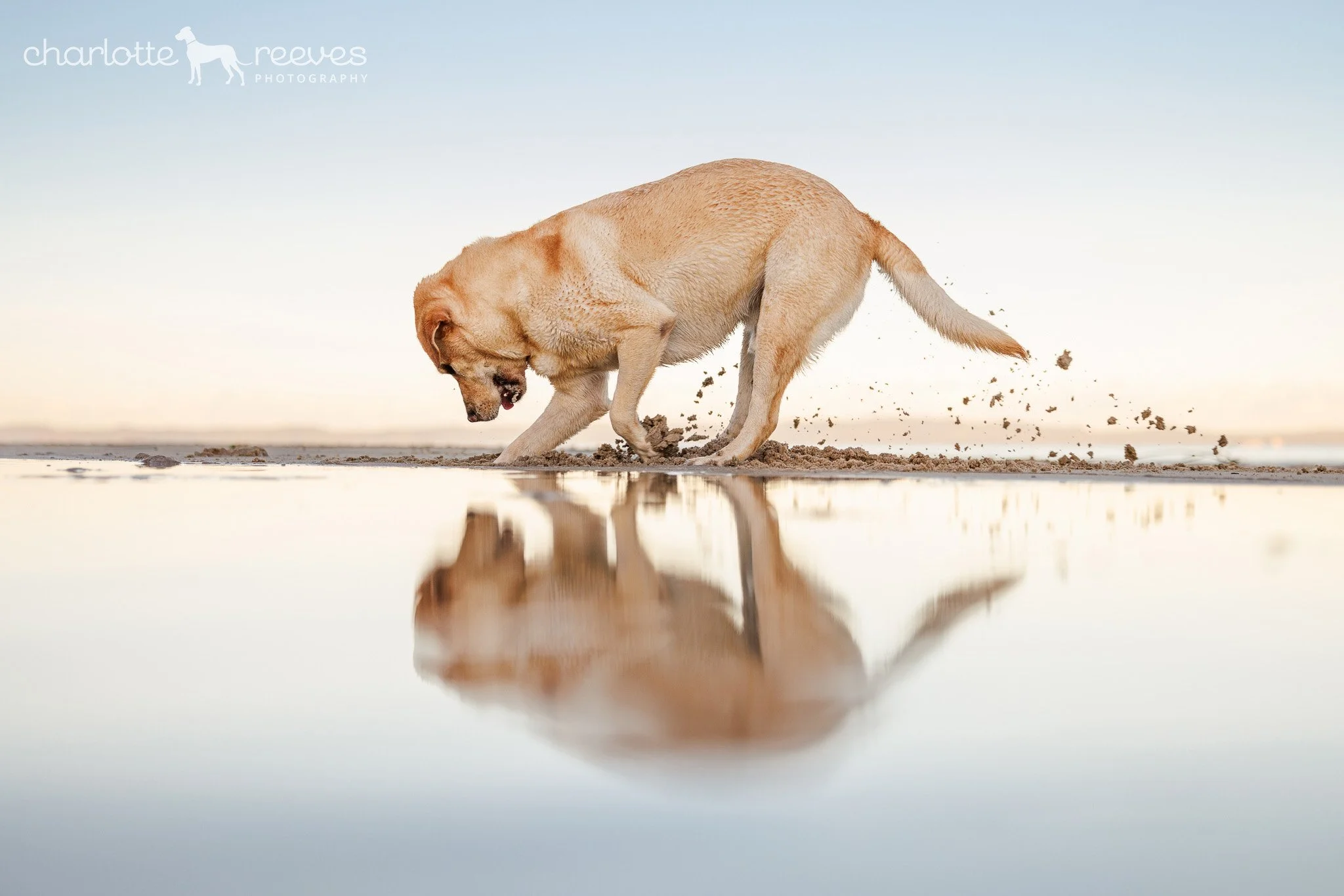 Cairo the Labrador Retriever at the Beach