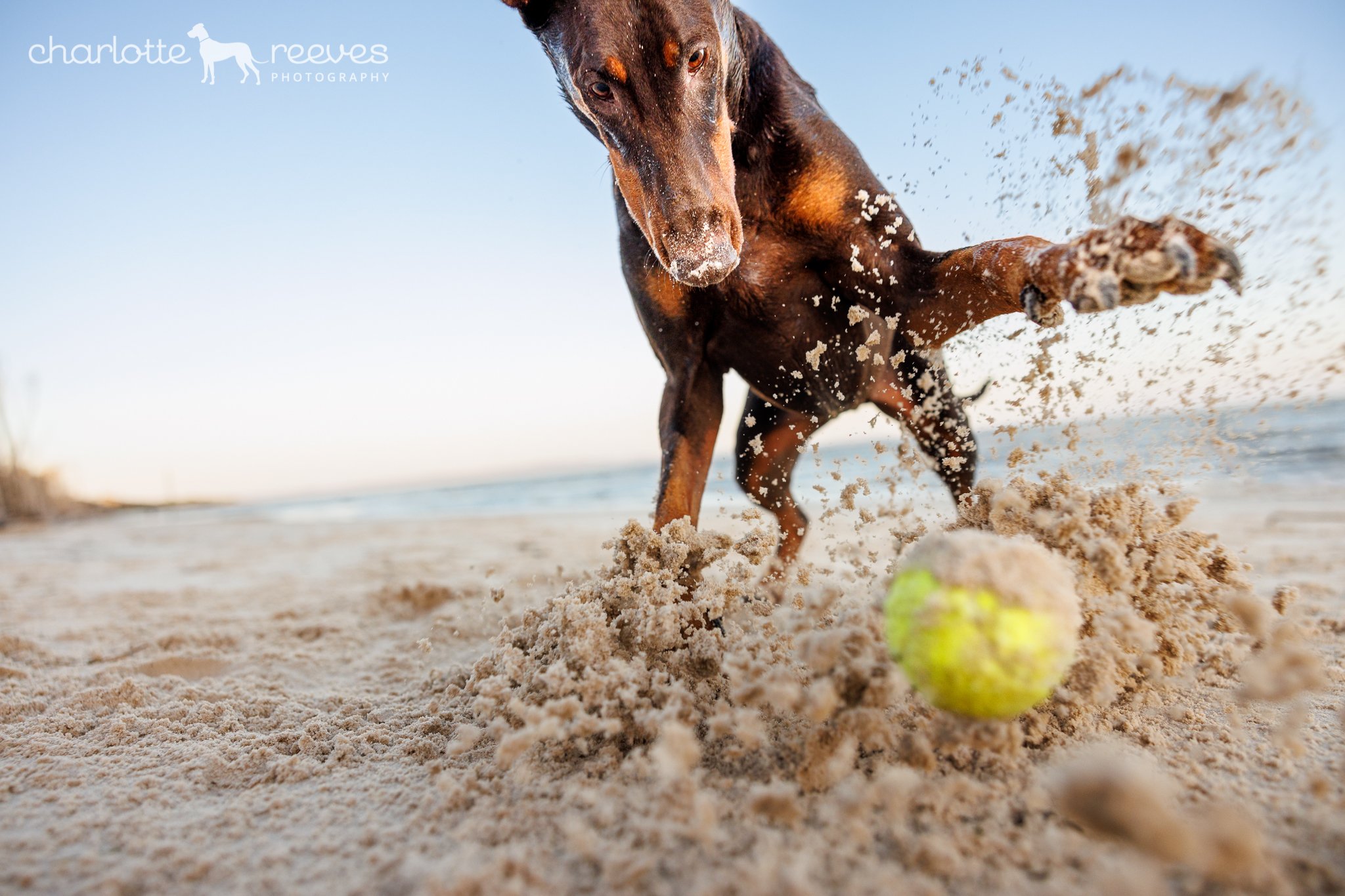 Nala the Doberman at the Beach