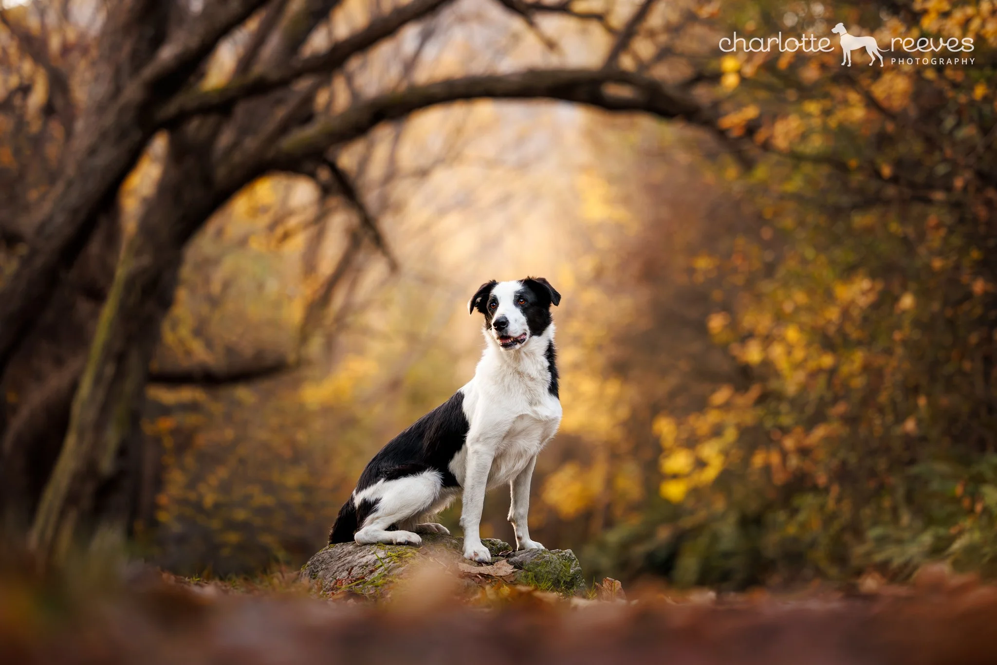 Kara the Border Collie x Huntaway in Arrowtown in Autumn