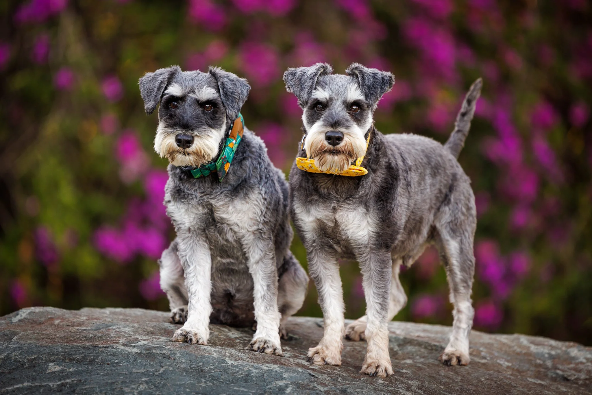 Walter and Angus the Miniature Schnauzers at Old Petrie Town