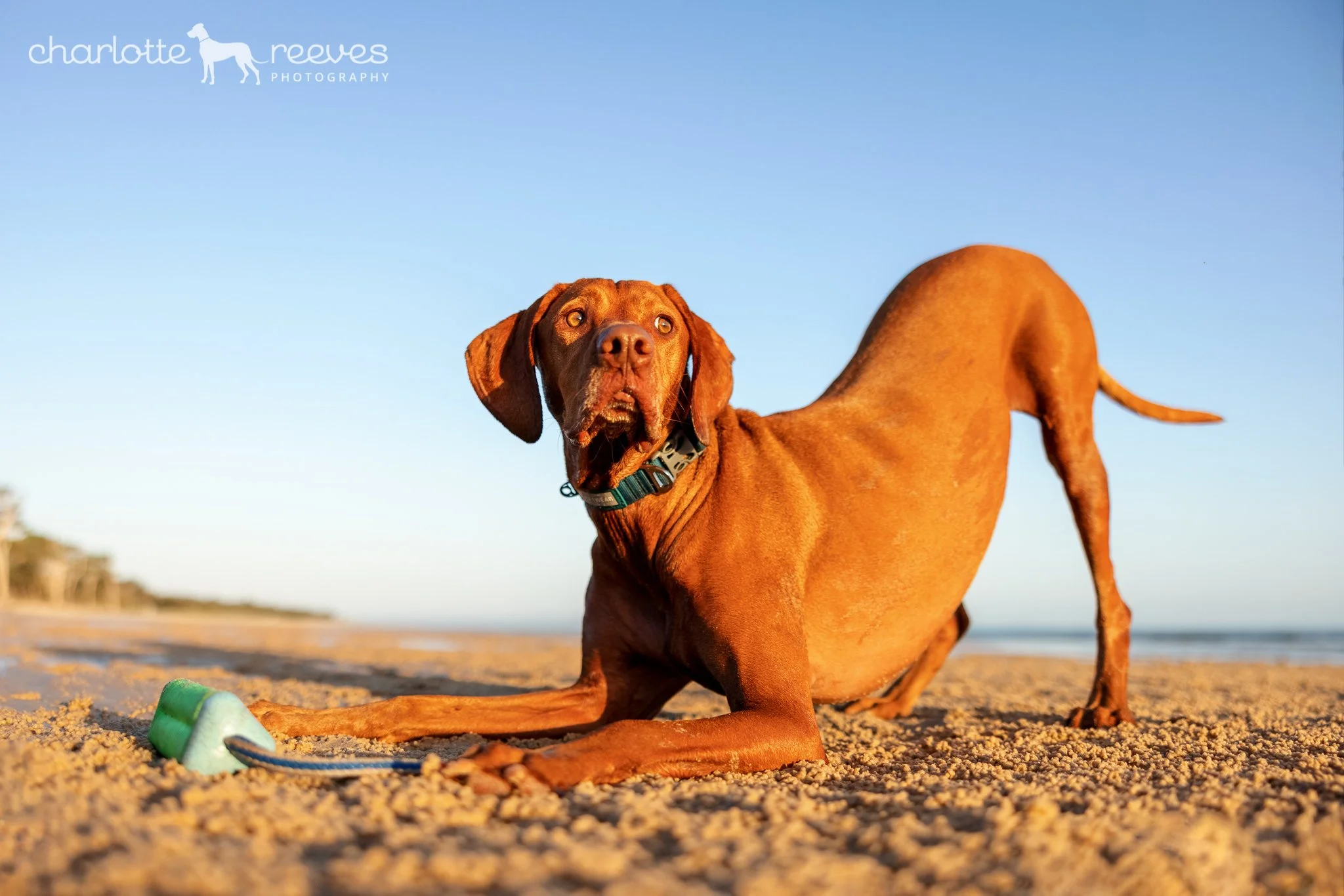 Strider the Hungarian Vizsla at the Beach