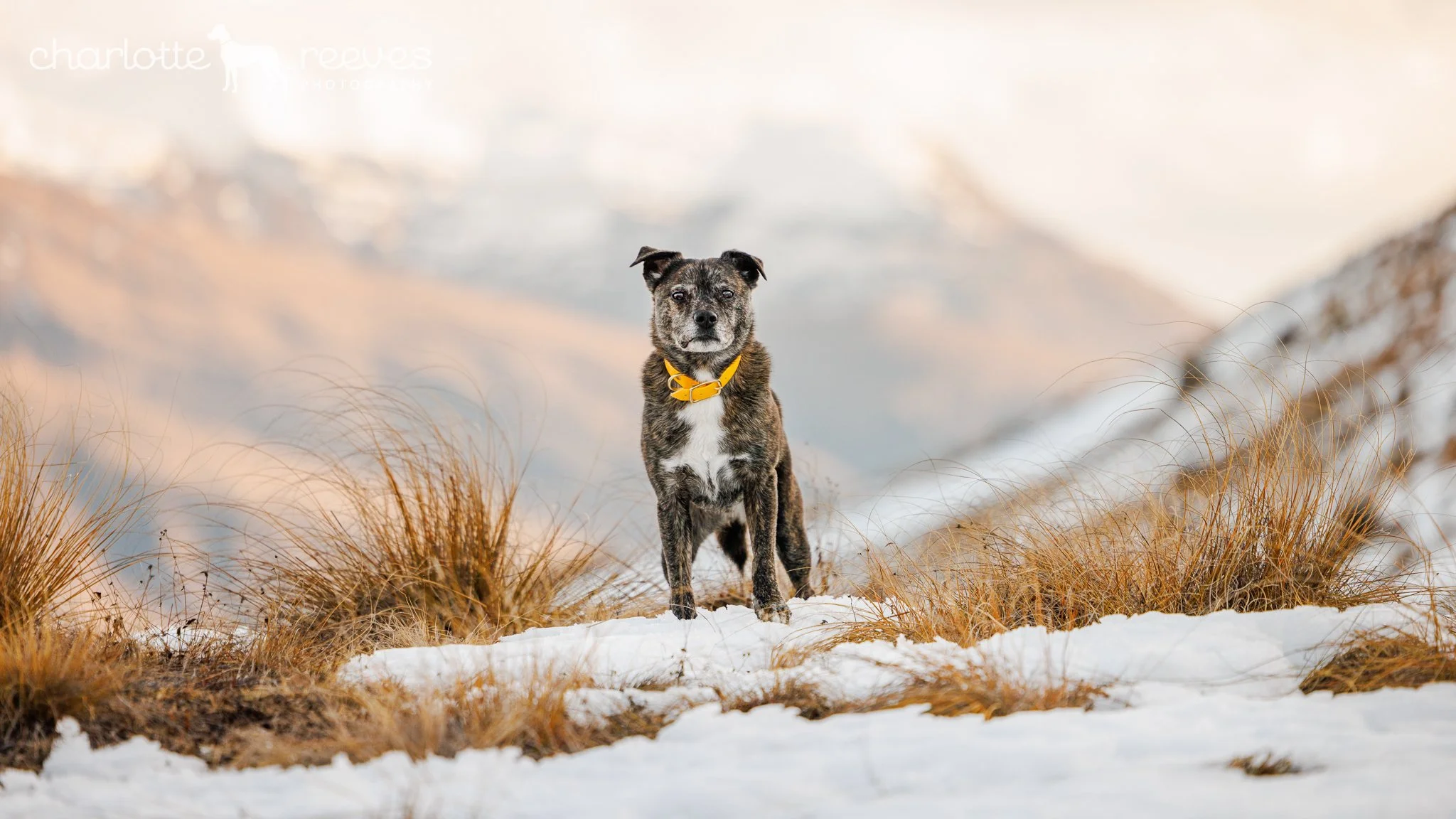 Winter Dog Photos from Unleashed Workshop 2022 in Arrowtown New Zealand