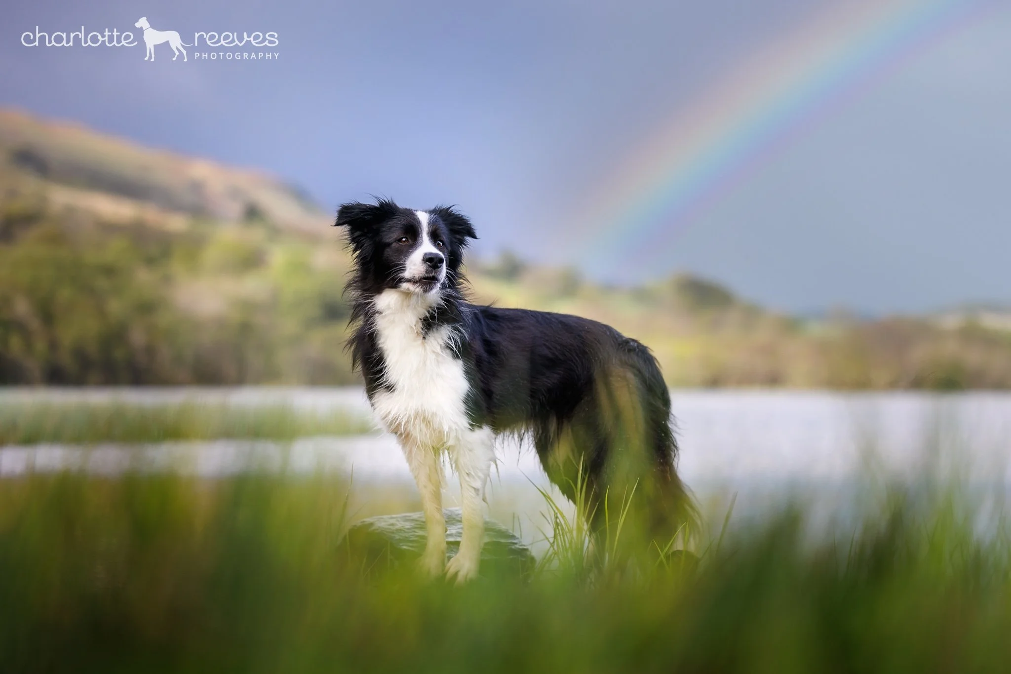 Barklander 2022 - Pet Photography Retreat in Scotland