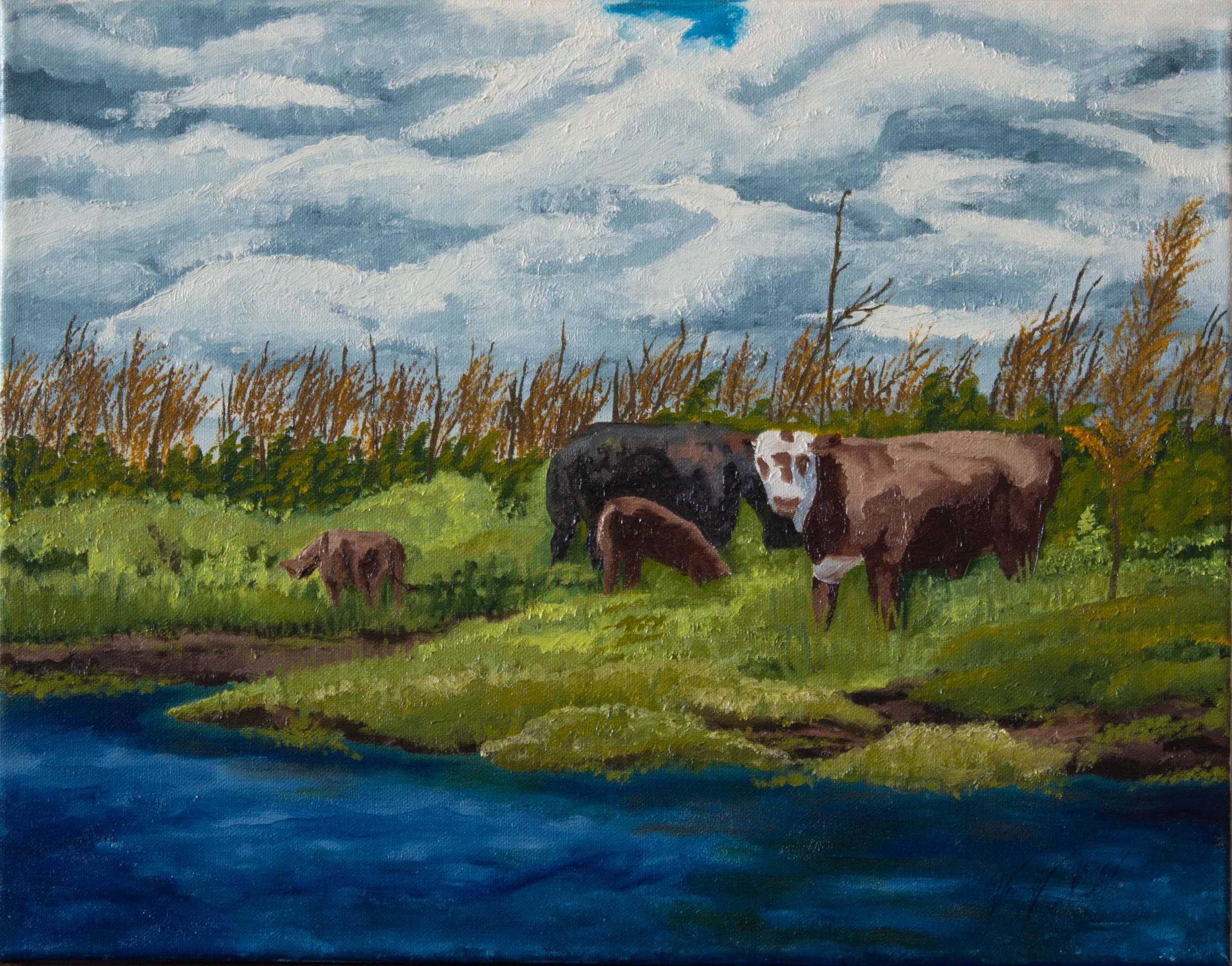 Florida Cows