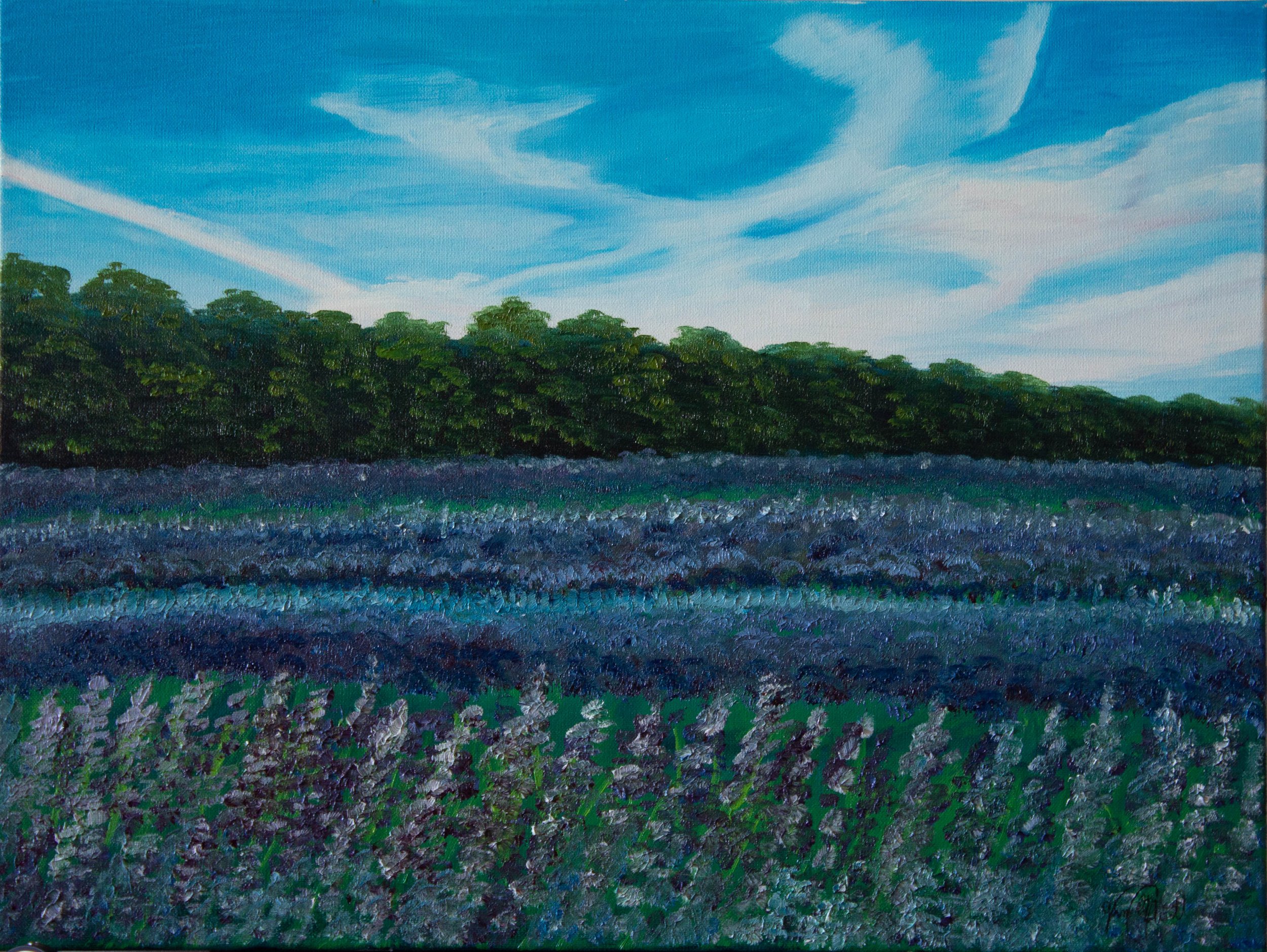 Lavender Fields