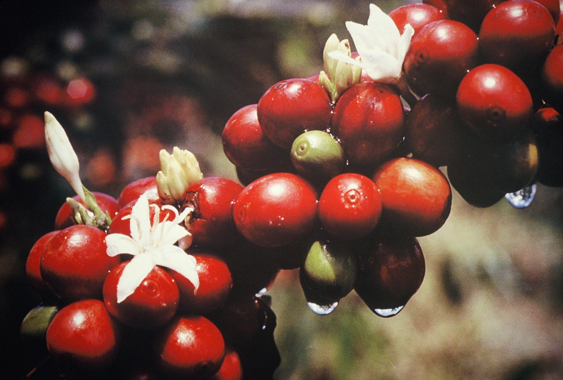 blog 3 growing coffee fruits.jpg