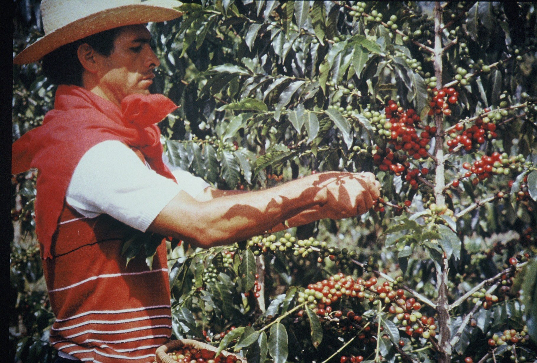 blog 3 farmer picking coffee beans.jpg