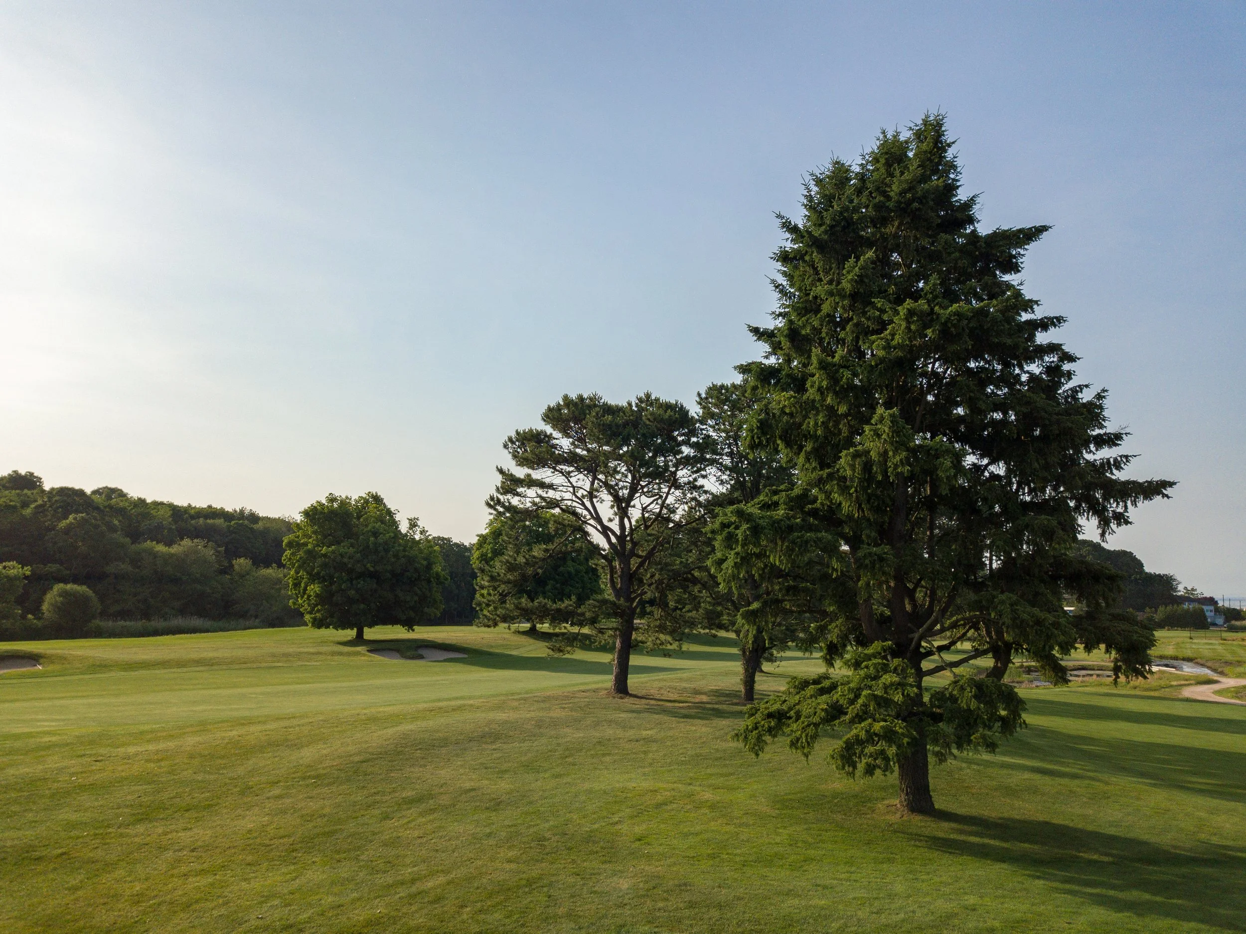 Pine Orchard 092