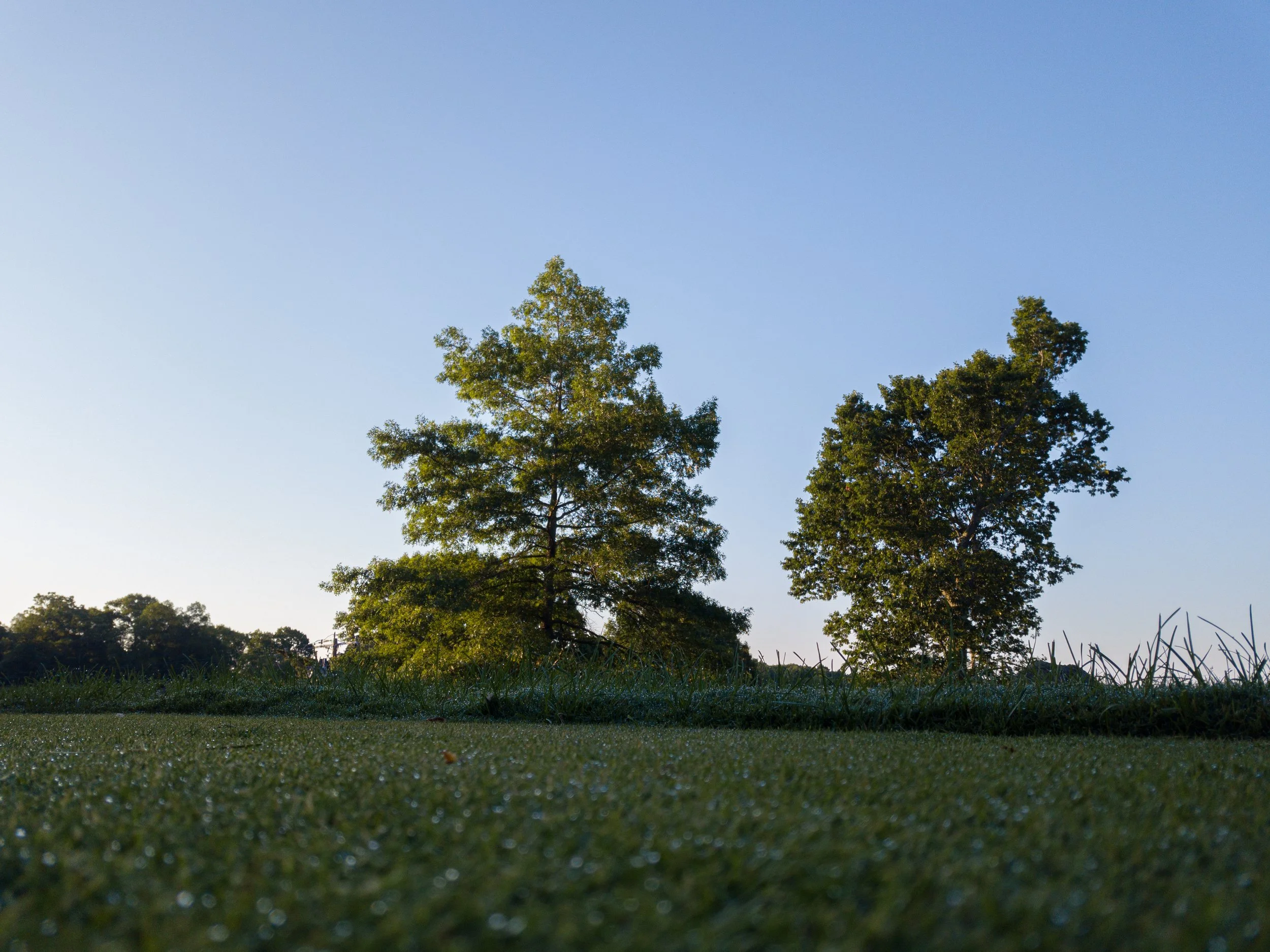 Pine Orchard 056