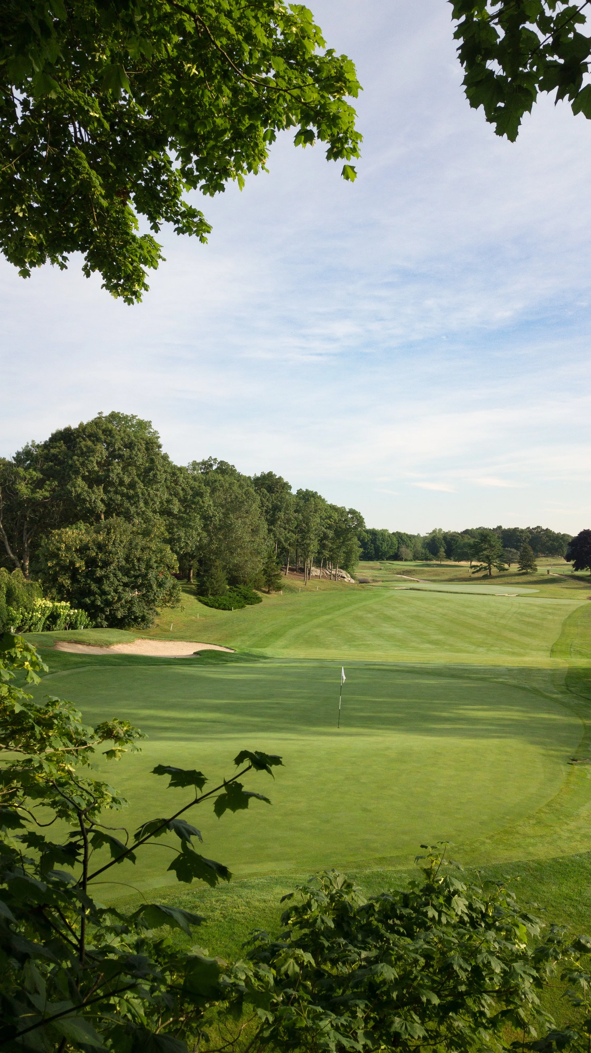 Pine Orchard 140