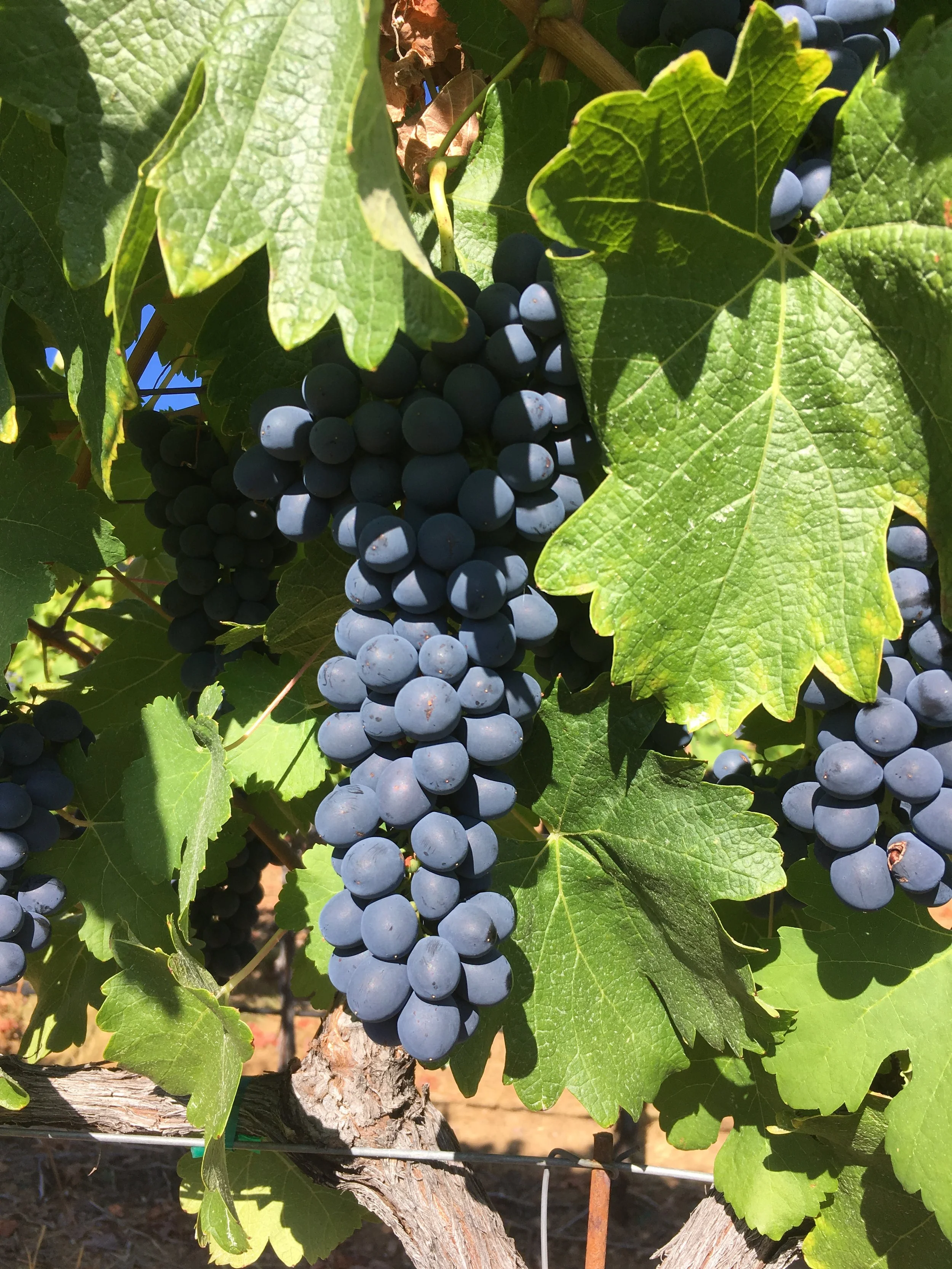 2021 Alder Springs Vineyard Syrah
