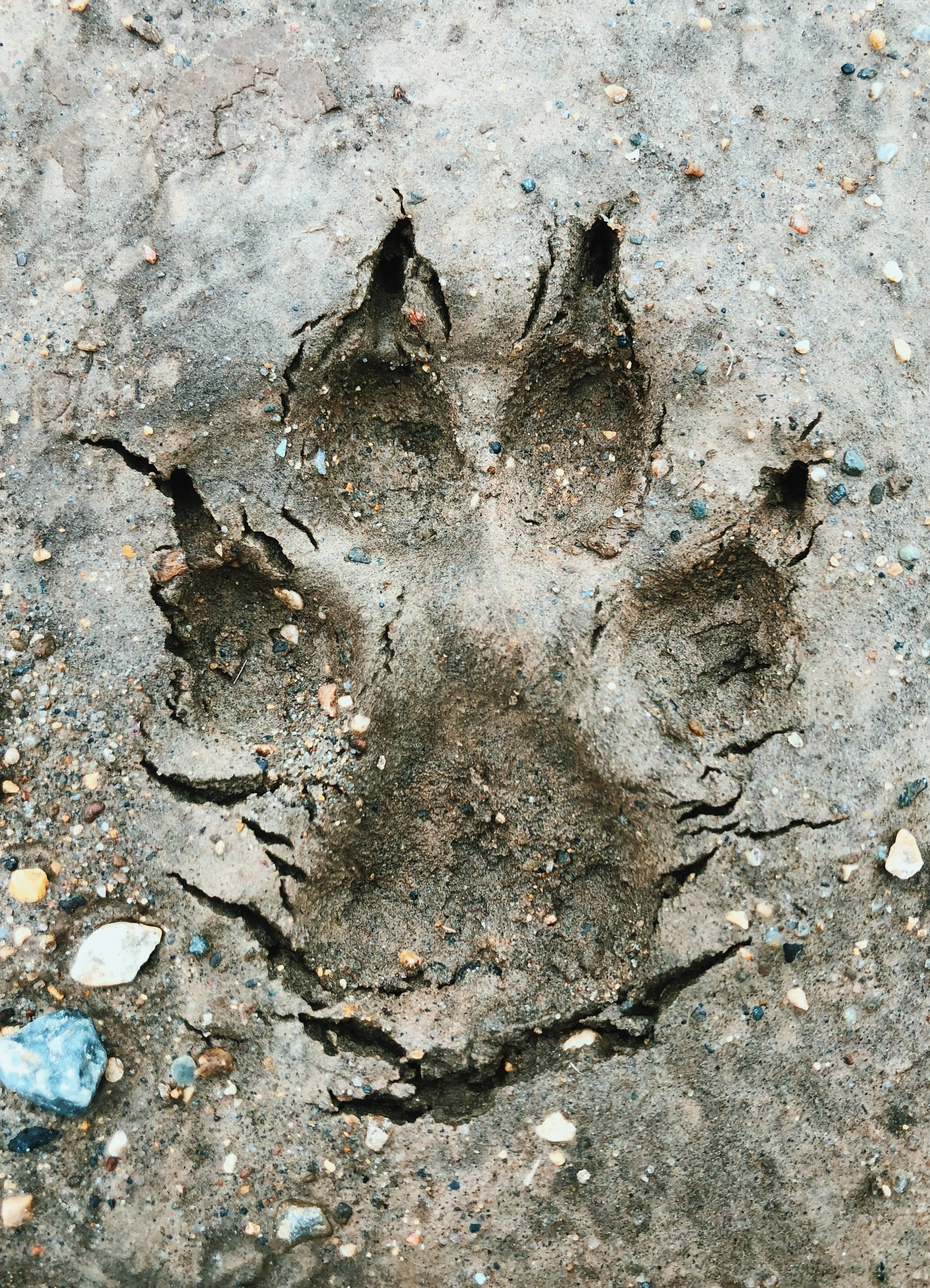 Waterfowl &amp; Prairie Mud